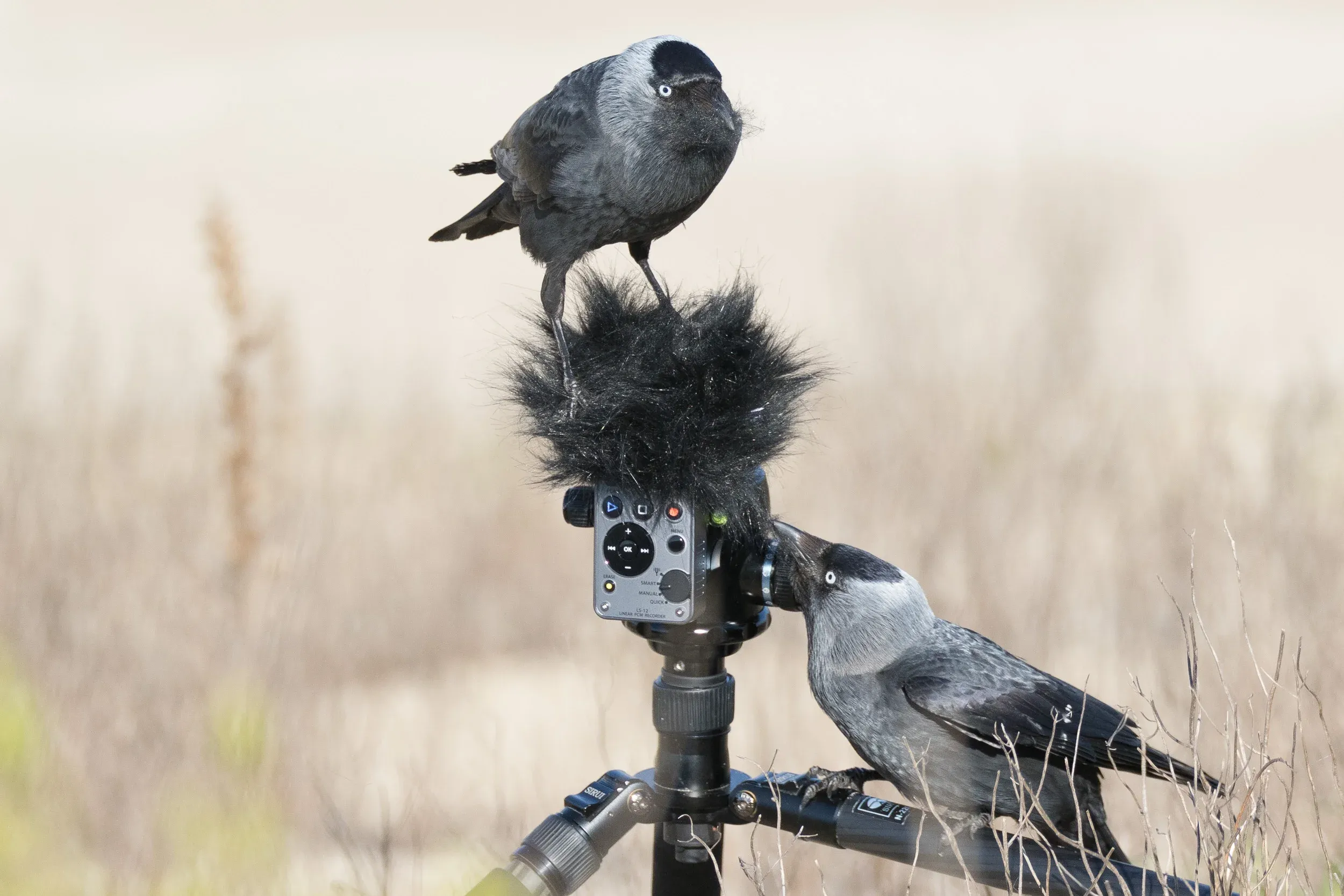 Jackdaw (Corvus monedula)