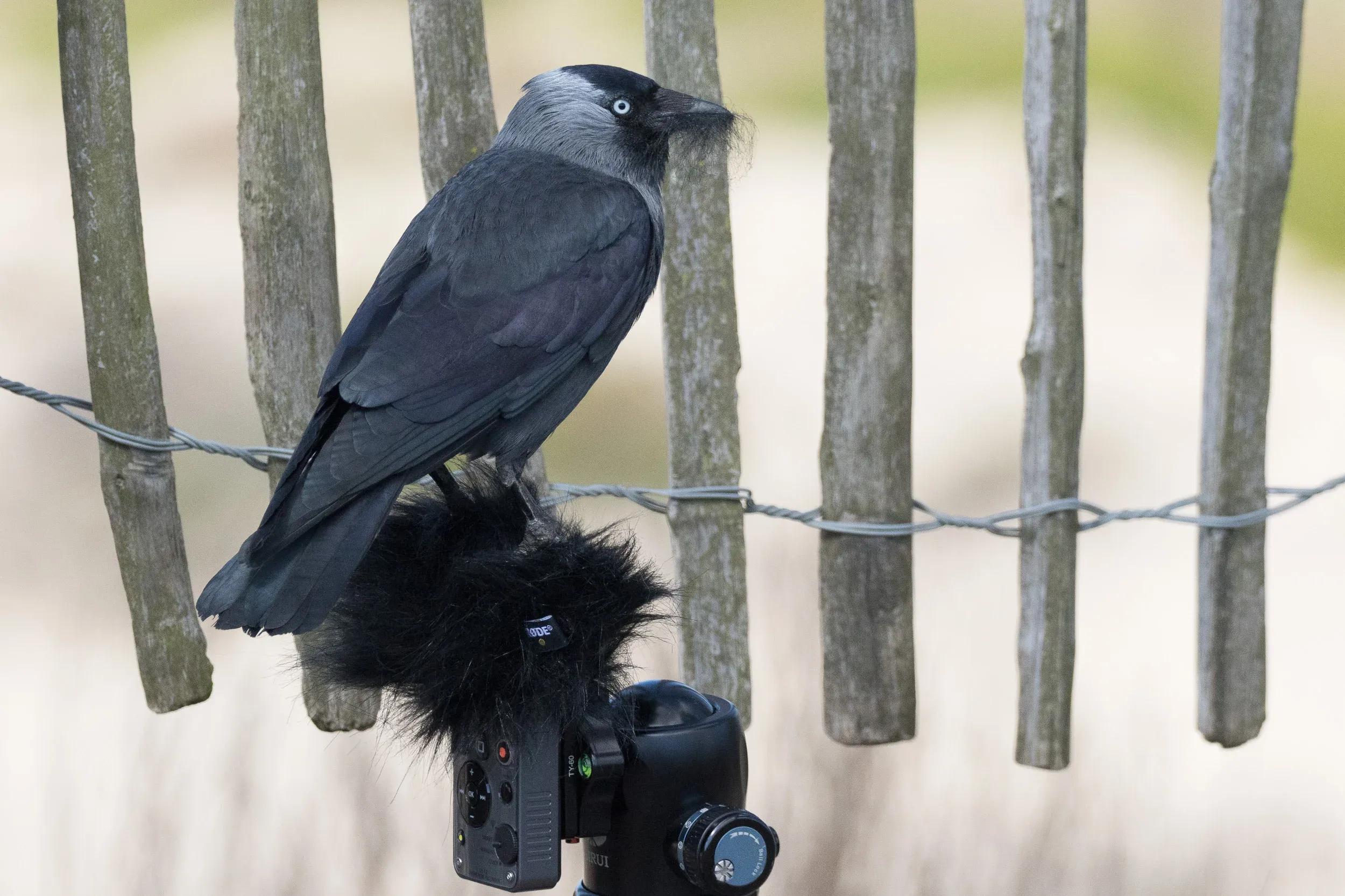 Jackdaw (Corvus monedula)