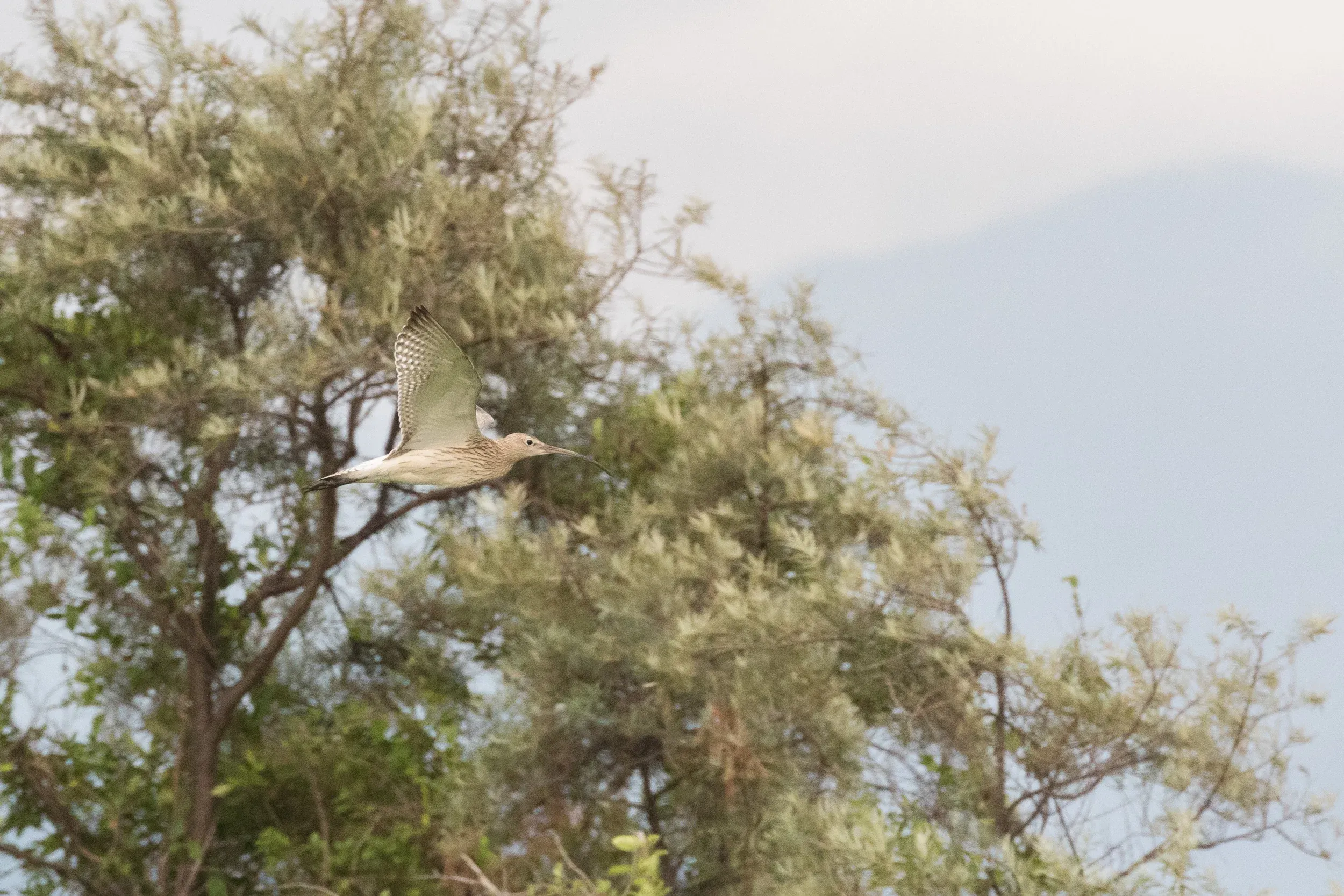 Eurasian Curlew (Numenius arquata) with some &#x27;eastern&#x27; characteristics: white underwings, very fine streaking (not crossed) on flanks and quite pale upperwing (not on this photo)