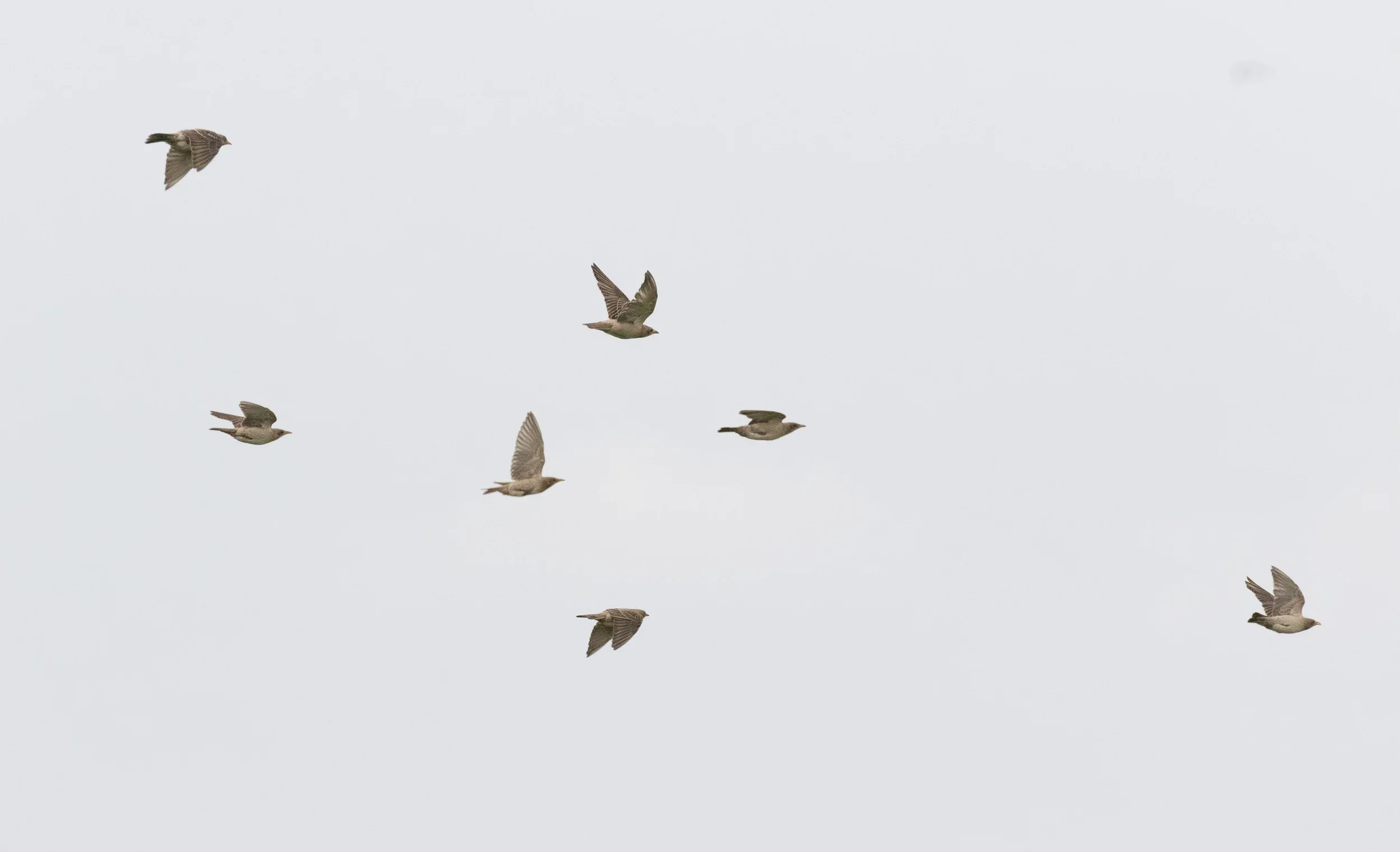 Rosy Starlings (Pastor roseus