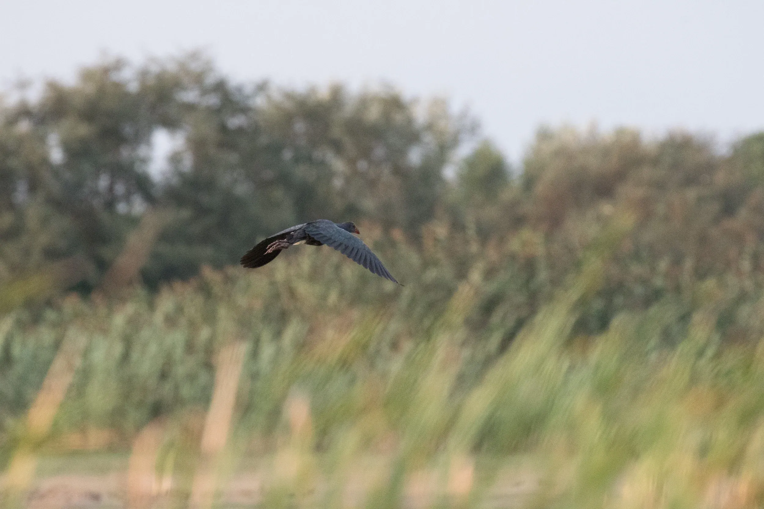 The Purple Swamphen (Porphyrio poliocephalus) were showing very nicely. Alive and kicking rather than hanging on a hunters’ belt.