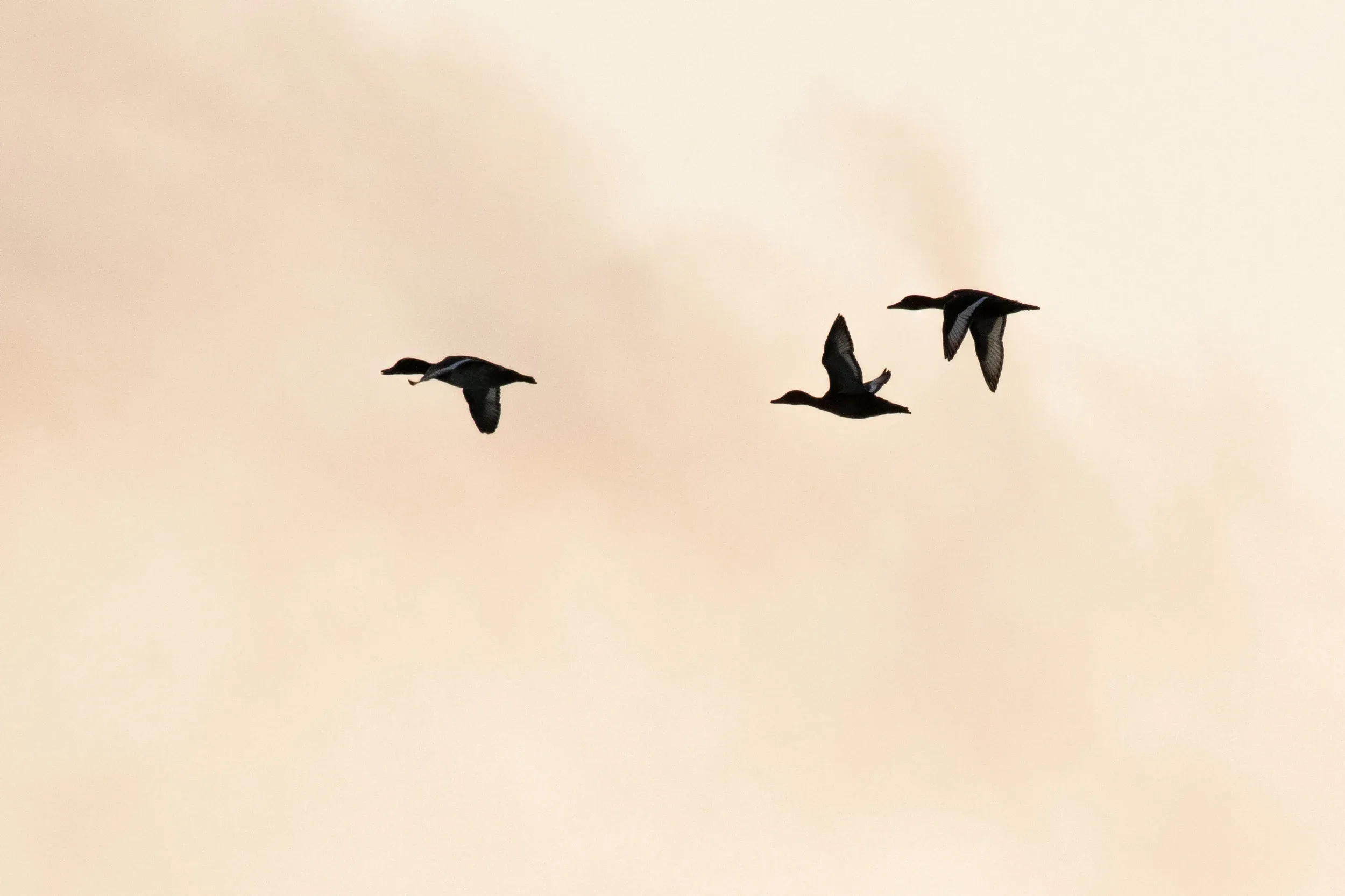 Ferruginous Ducks (Aythya nyroca