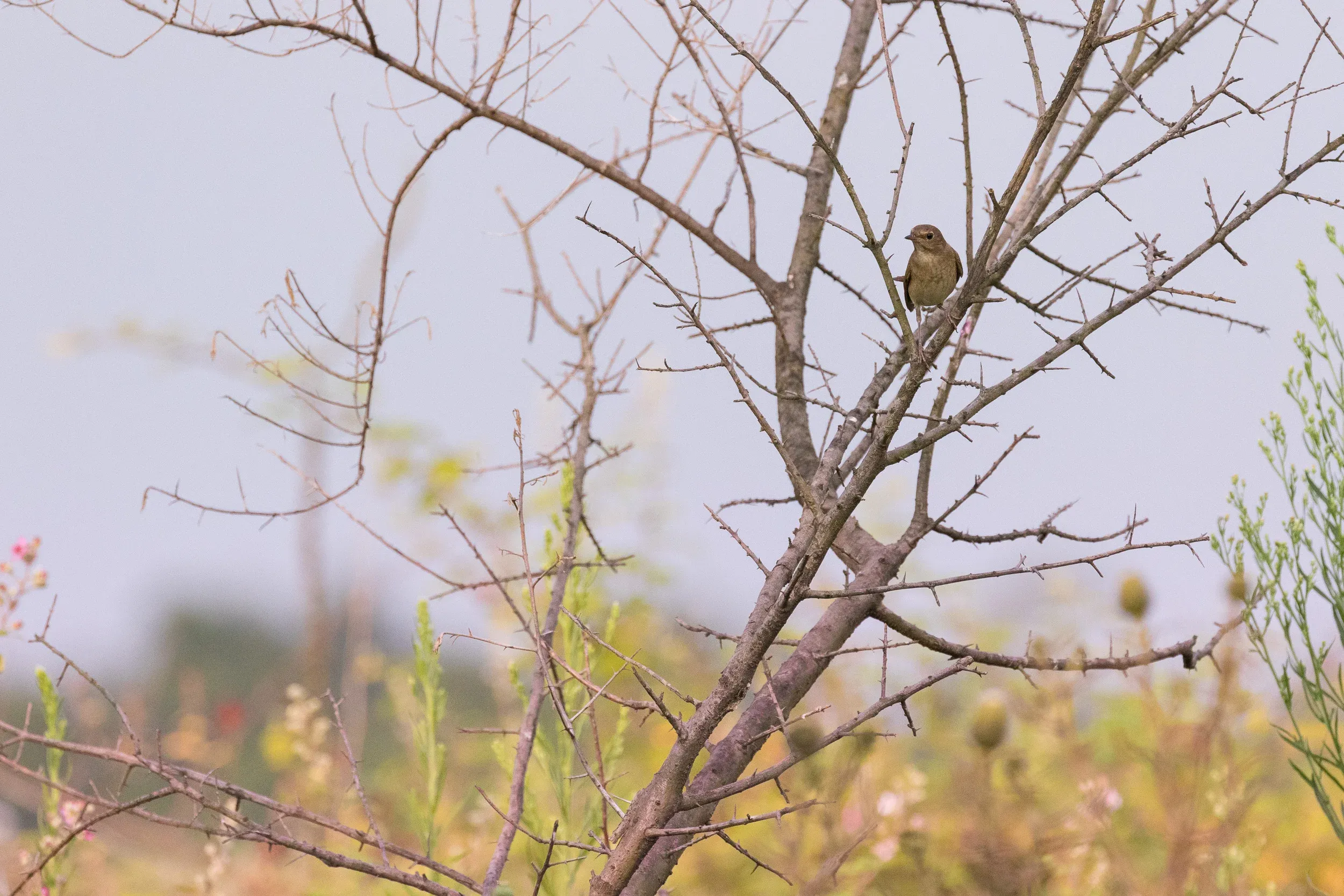 Thrush Nightingale (Luscinia luscinia