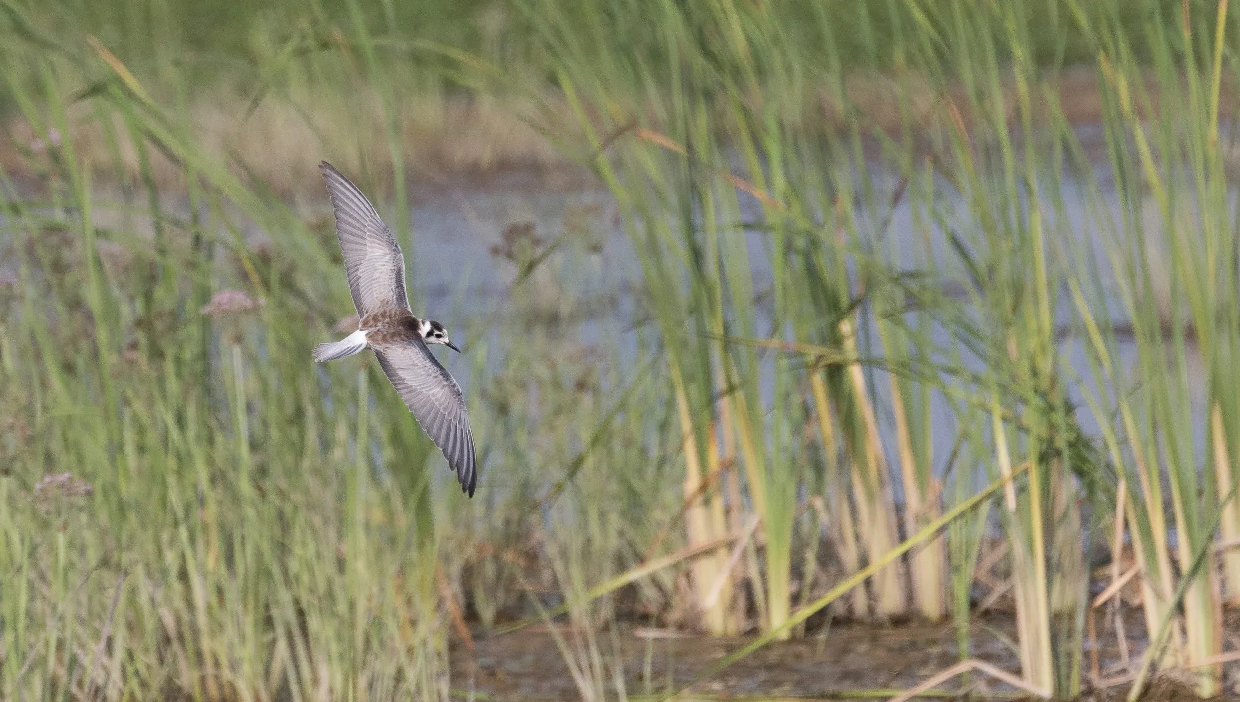 White-winged Tern (Chlidonias leucopterus