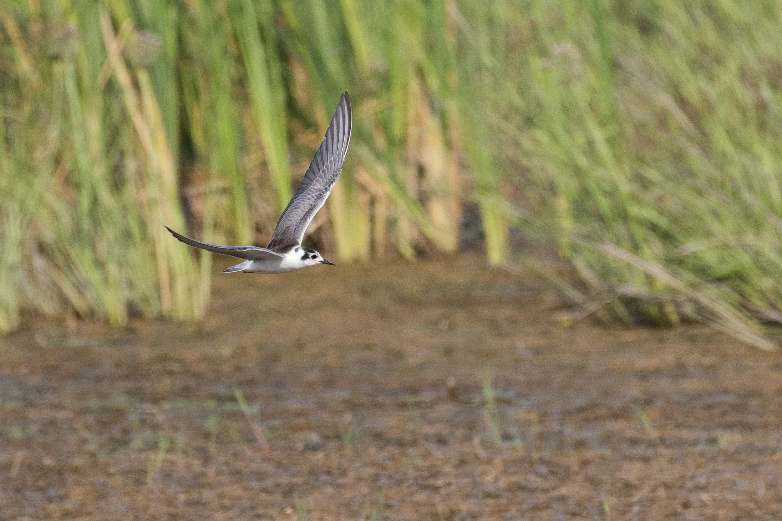White-winged Tern (Chlidonias leucopterus)
