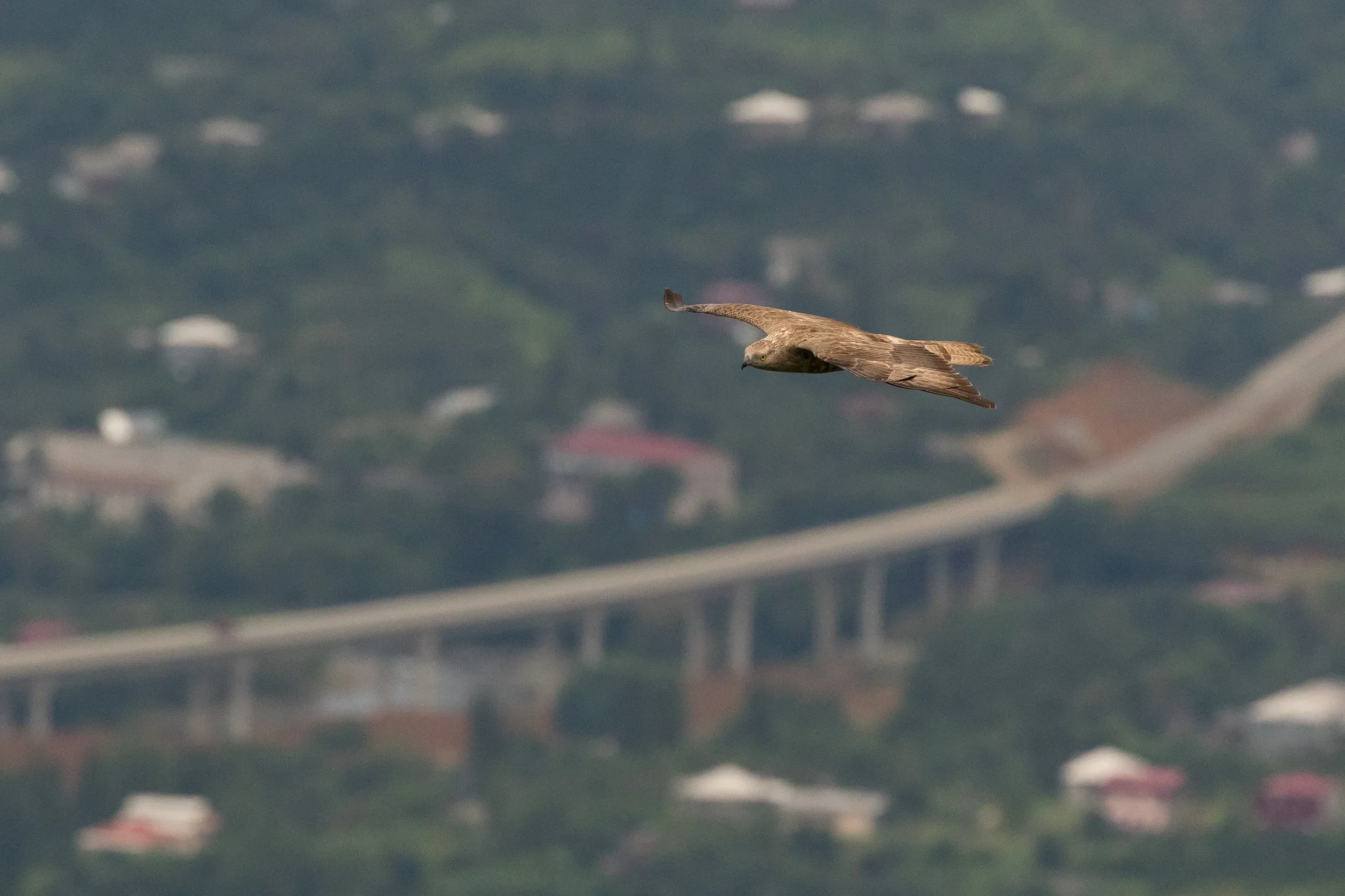 Honey Buzzard (Pernis apivorus)