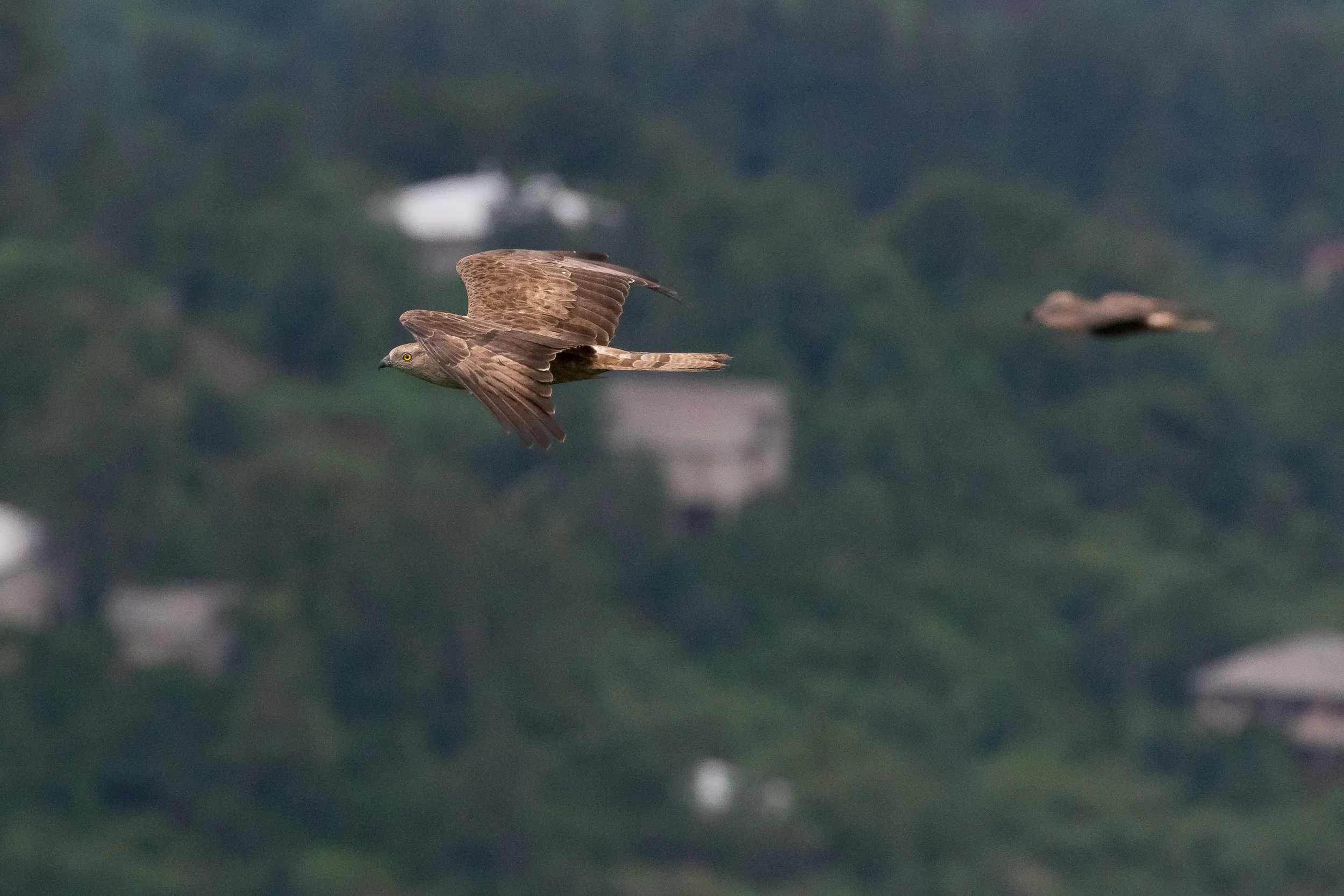 Honey Buzzard (Pernis apivorus)