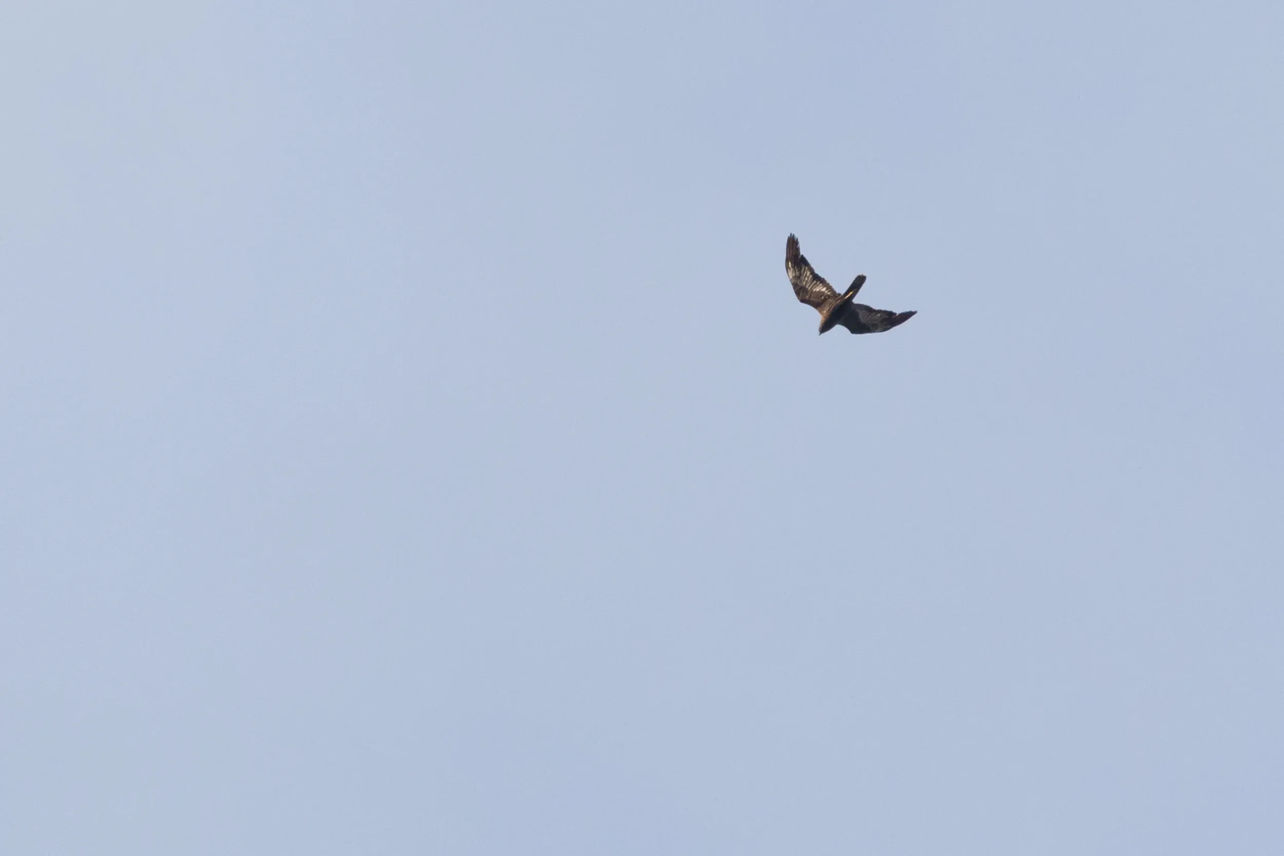 And the cracker: A dark morph adult male Marsh Harrier (Circus aeruginosus). Luckily I got to see 3 of these during my stay, but I&#x27;m still waiting for the moment one passes by close at eye level.