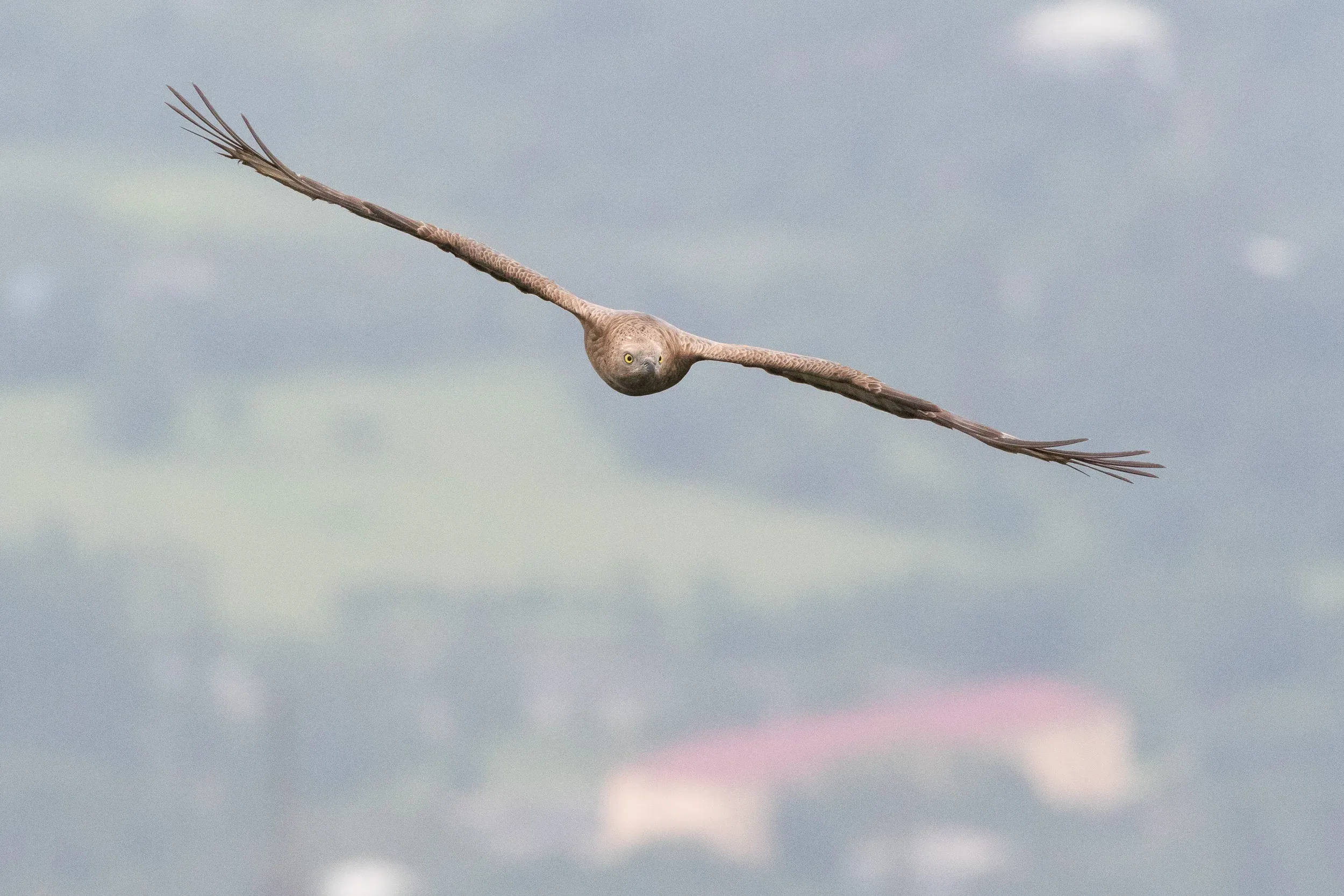 Honey Buzzard (Pernis apivorus)