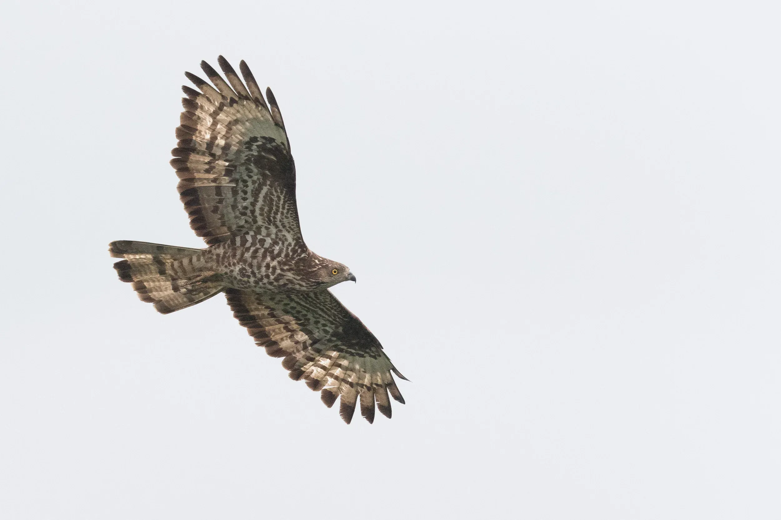 Honey Buzzard (Pernis apivorus)