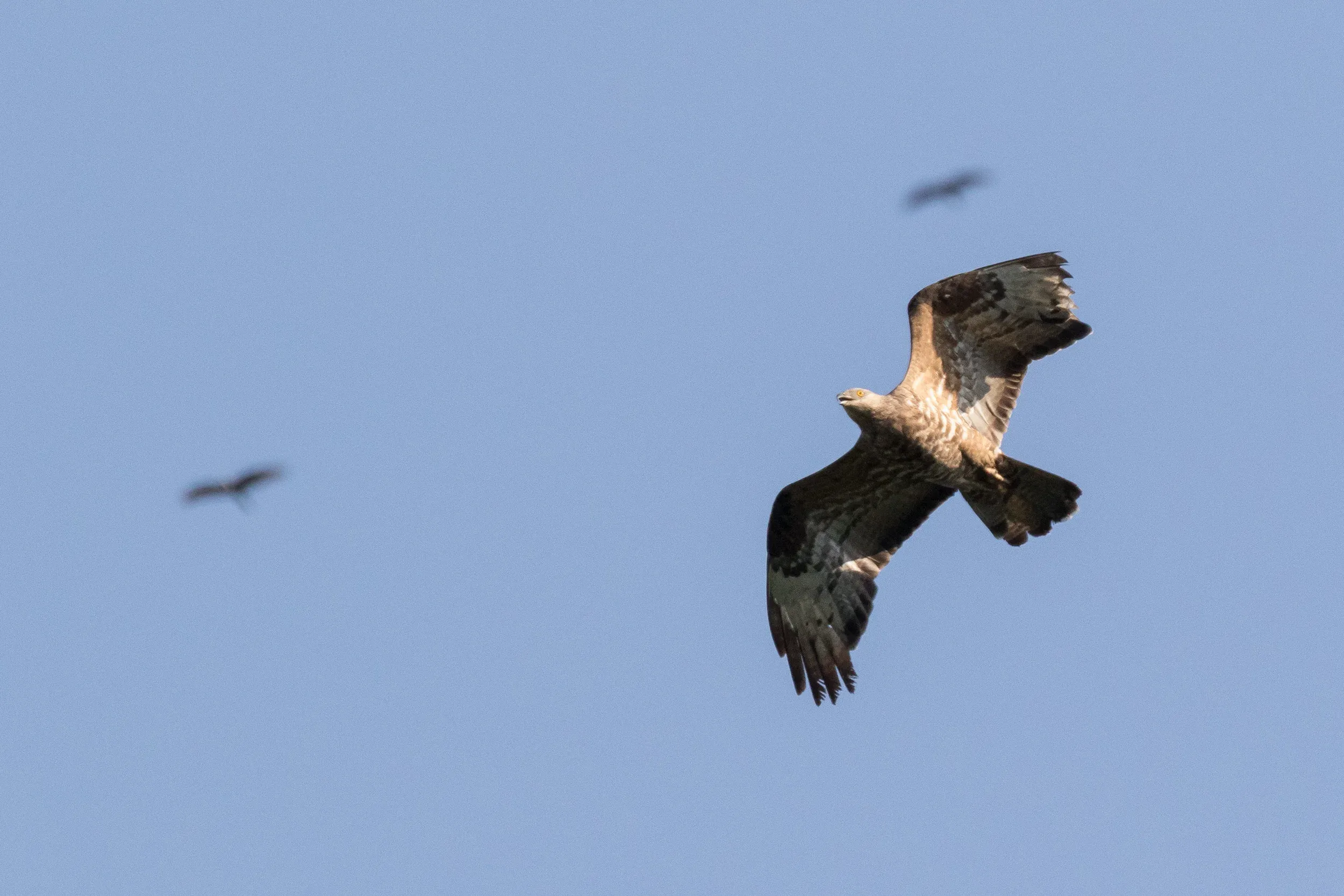 Honey Buzzard (Pernis apivorus). Unfortunately a significant share of the birds get shot on various spots along their migratory route. It is incredible, however, how they just keep going despite the damage…