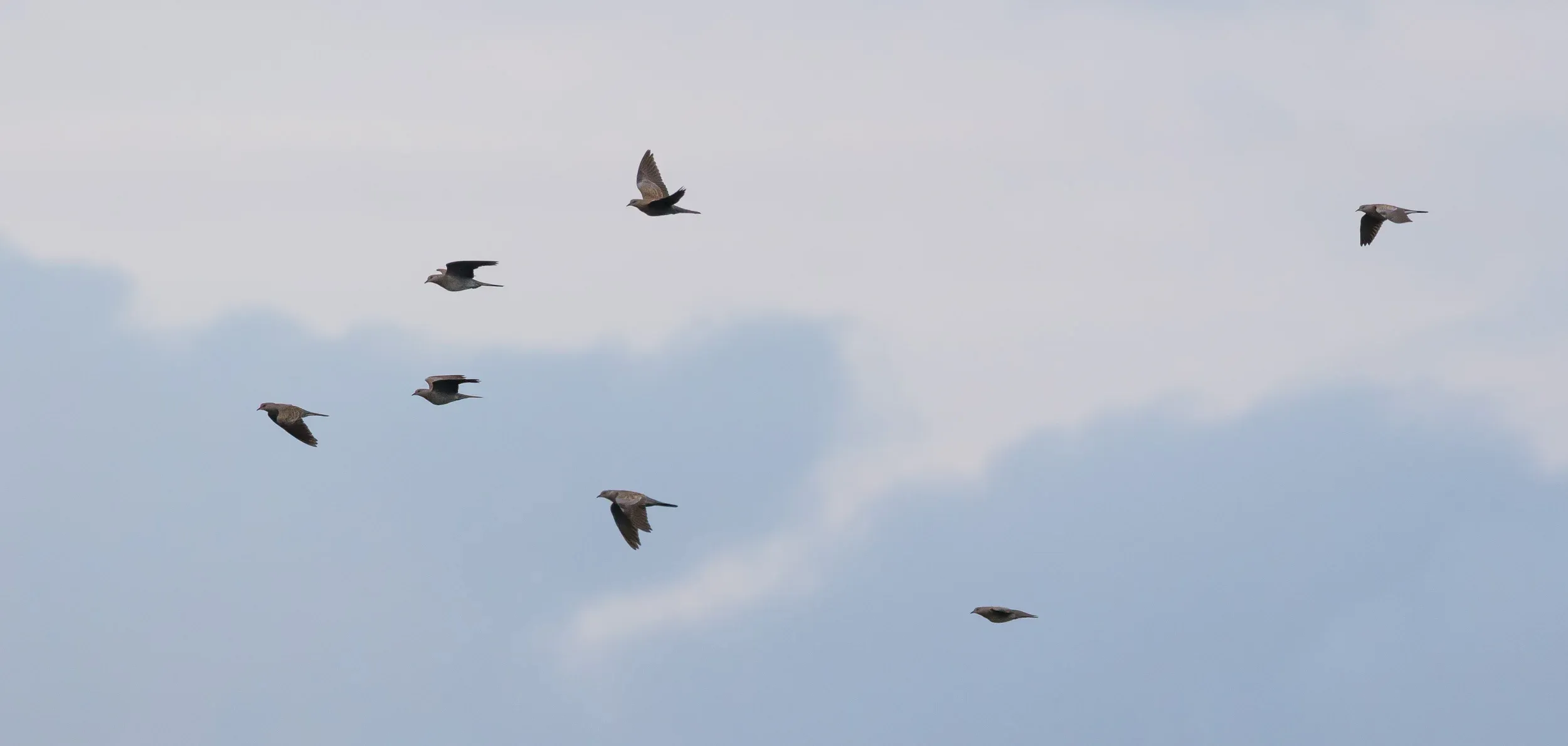 Turtle Doves (Streptopelia turtur)