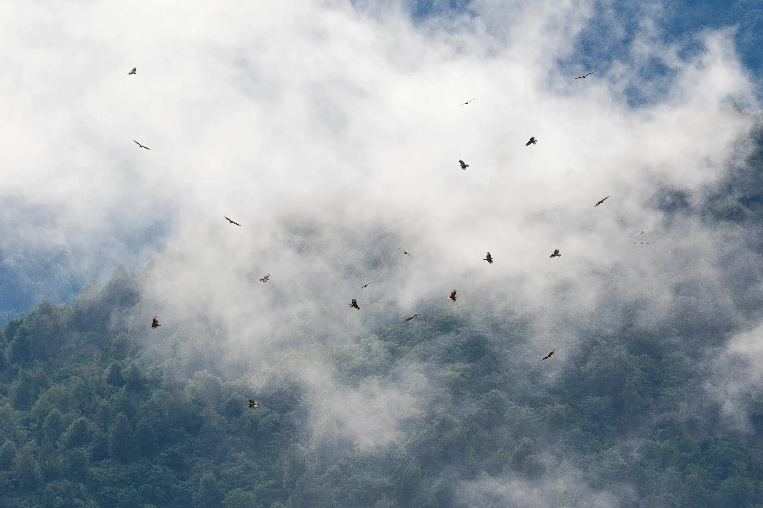 A kettle of Honey Buzzards (Pernis apivorus).