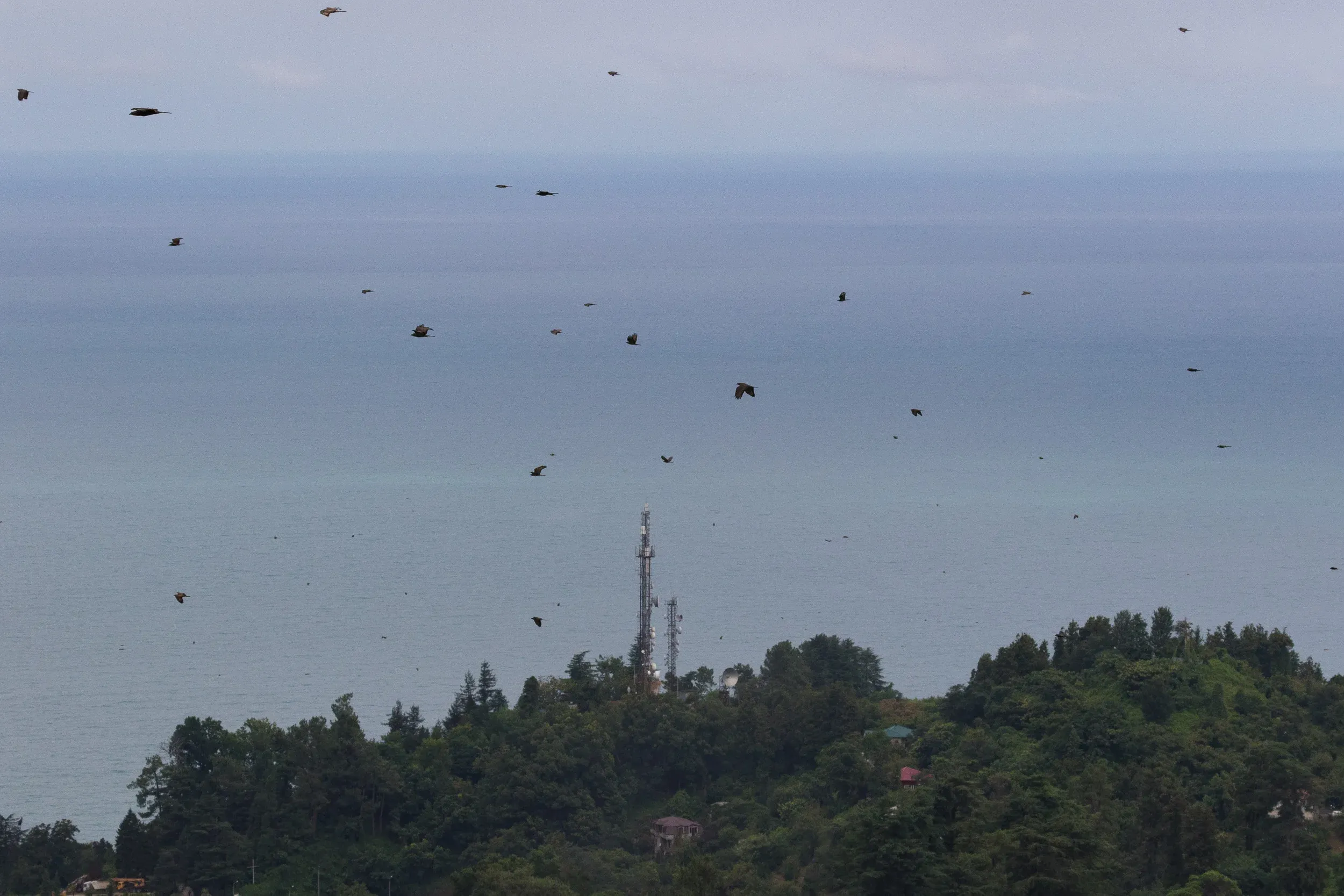 A stream of mostly Honey Buzzards (Pernis apivorus).
