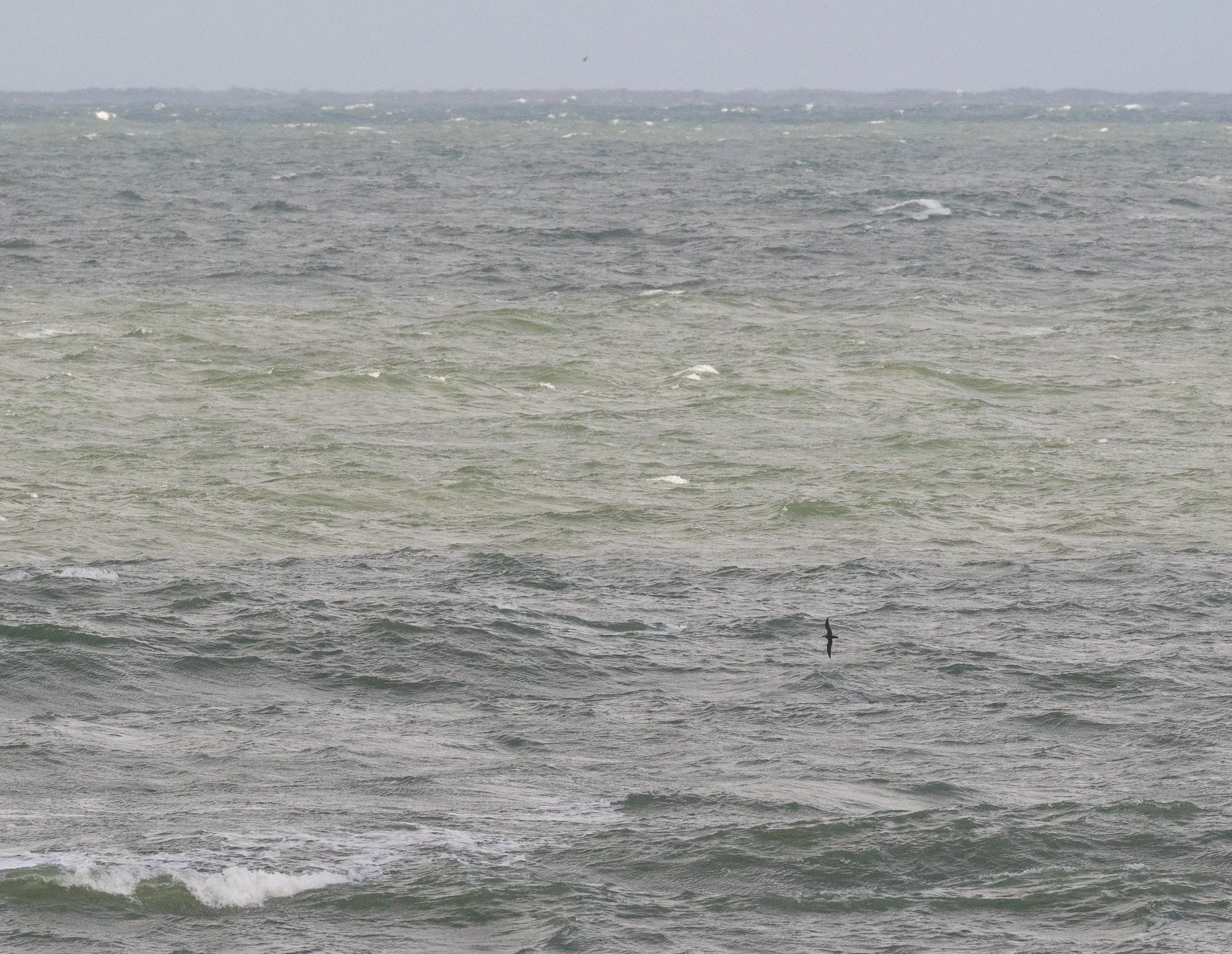 Manx Shearwater (Puffinus puffinus)