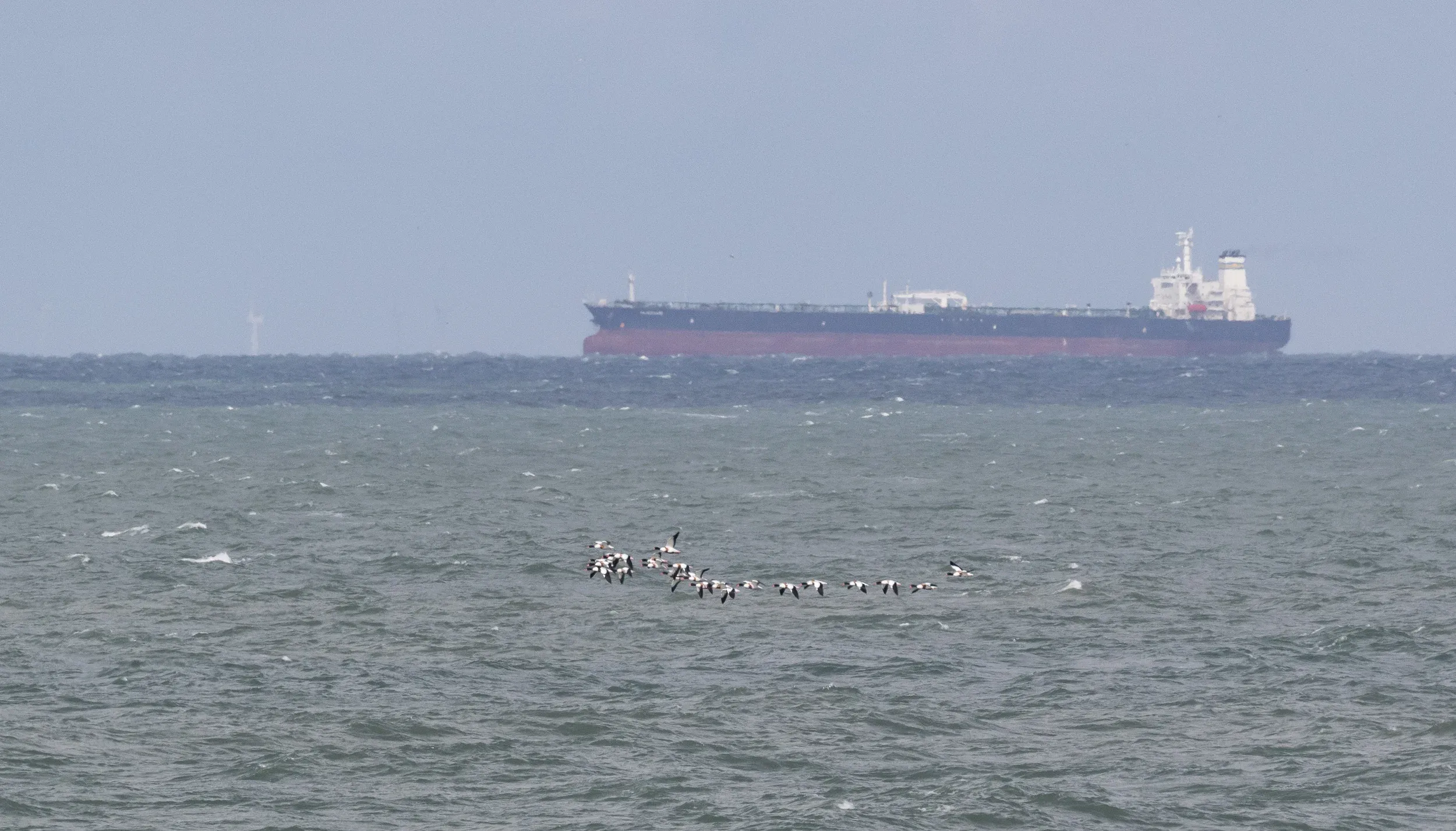 Common Shelduck (Tadorna tadorna)