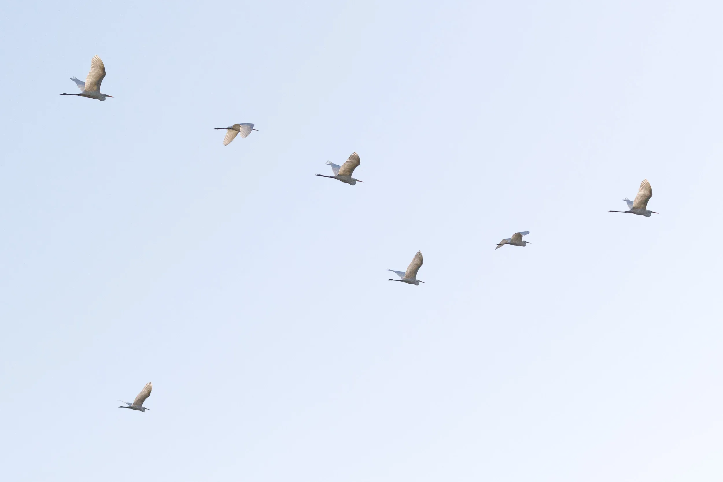 Great Egret (Ardea alba)