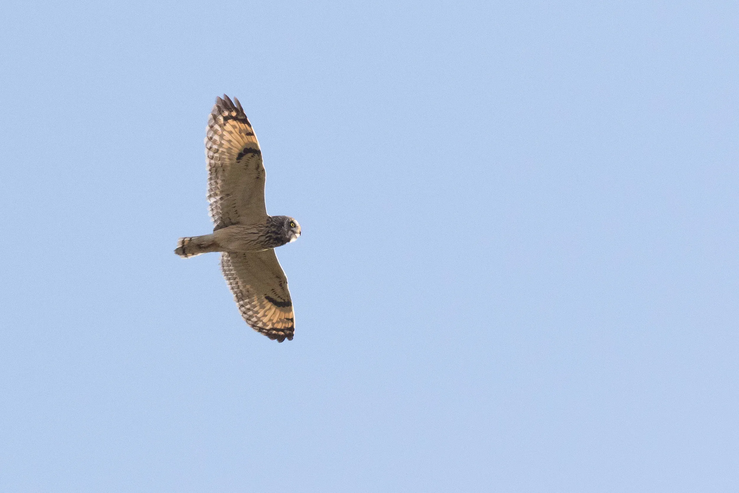 Short-eared Owl (Asio flammeus