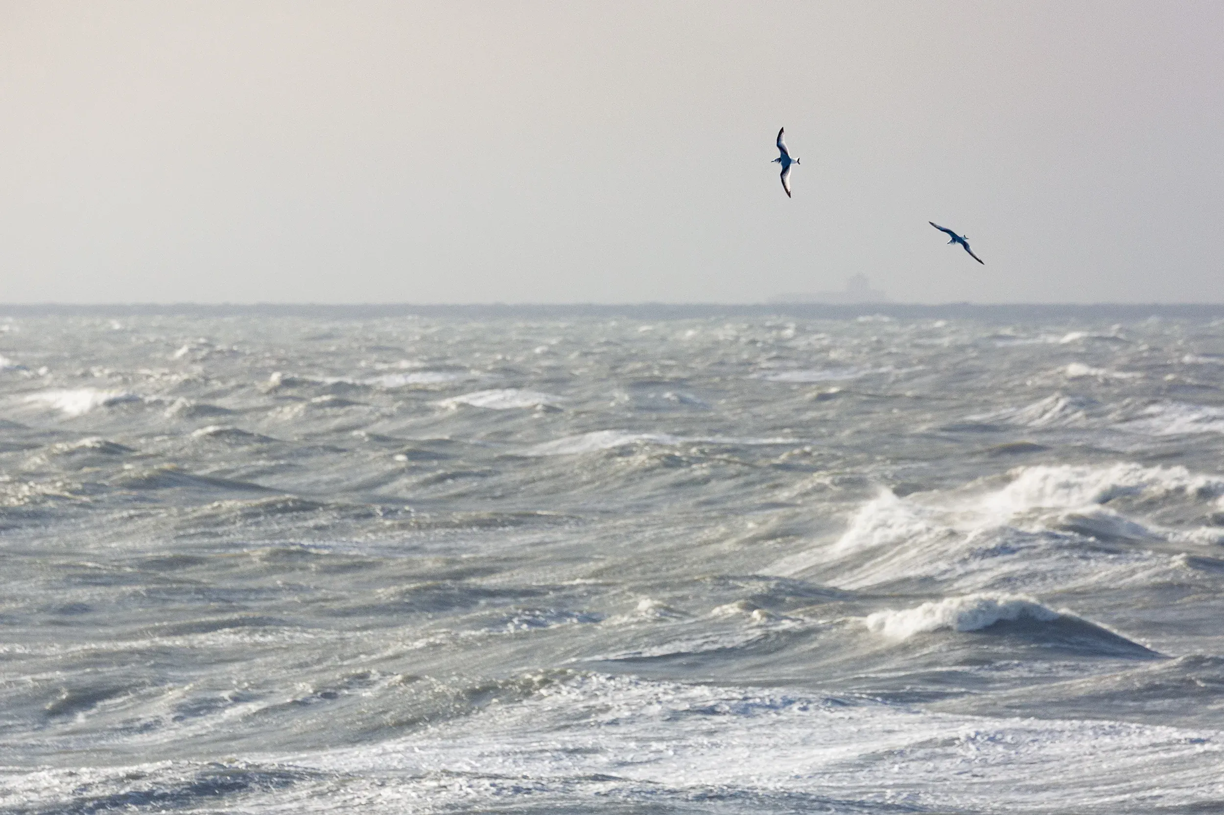 Black-legged Kittiwake (Rissa tridactyla)