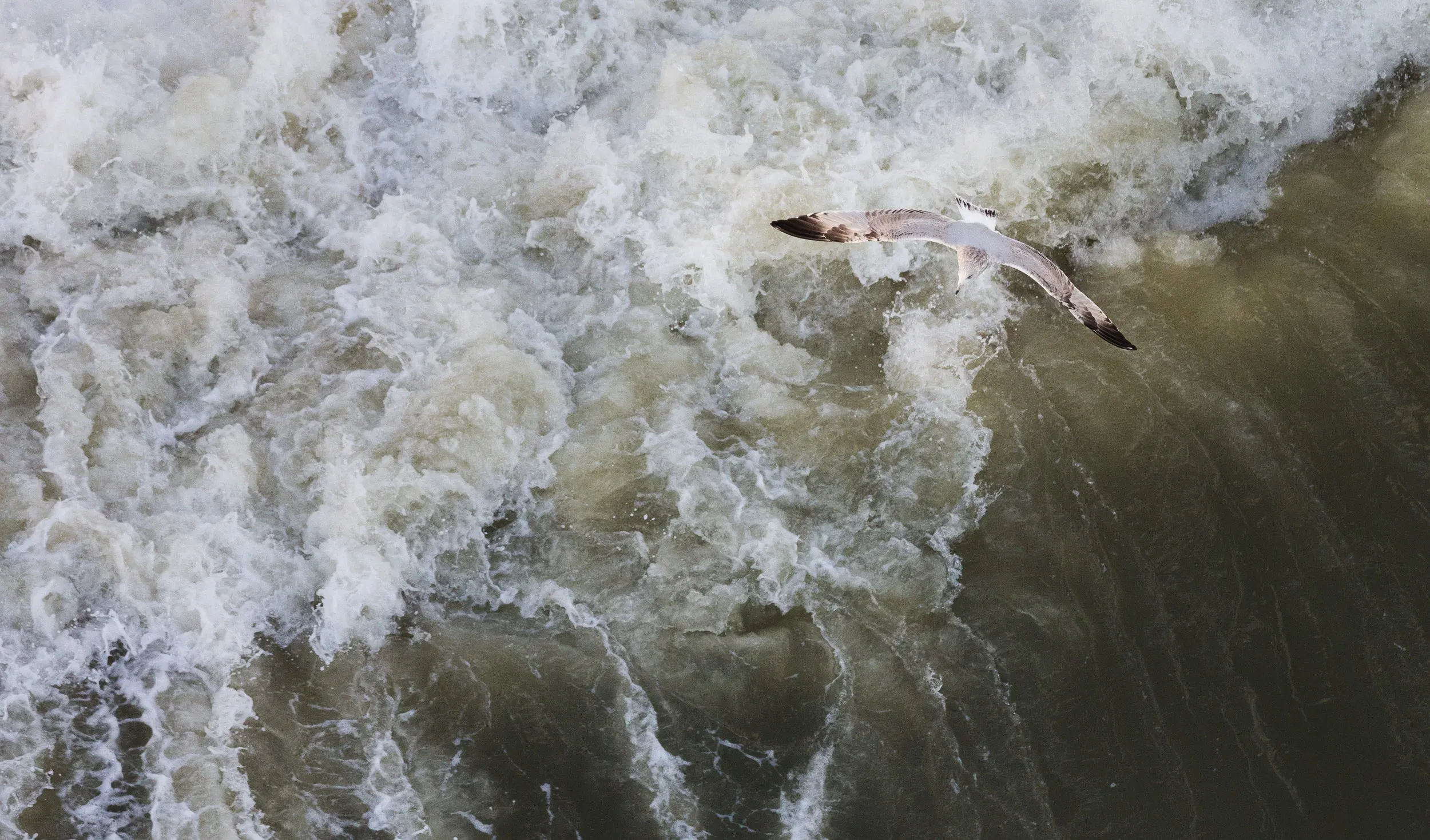 Herring Gull (Larus argentatus)