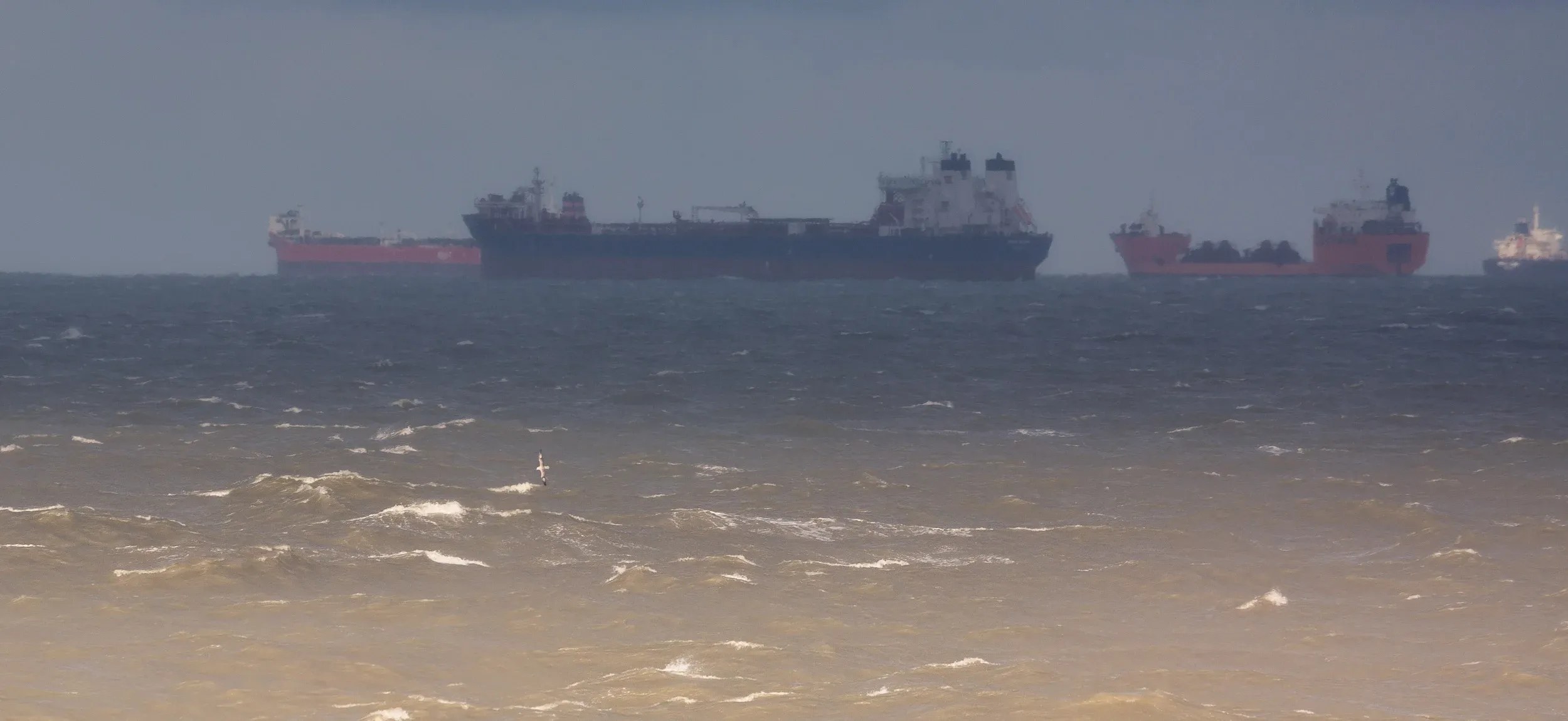 Northern Fulmar (Fulmarus glacialis) in a 'beautiful' seascape.