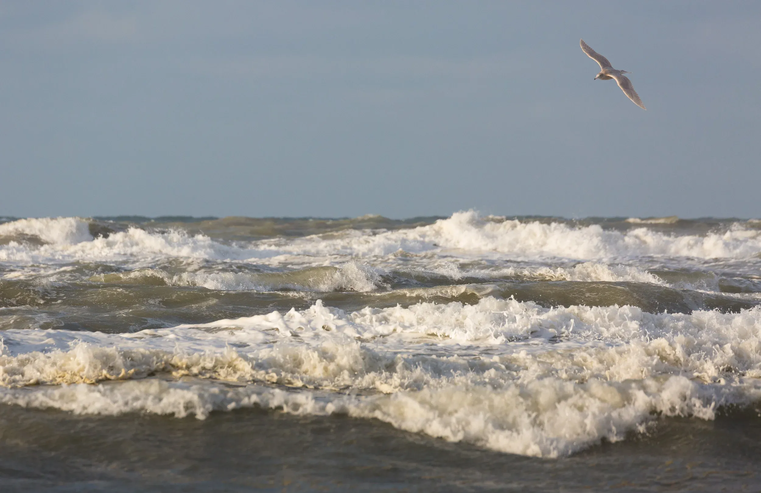 Glaucous Gull (Larus hyperboreus)