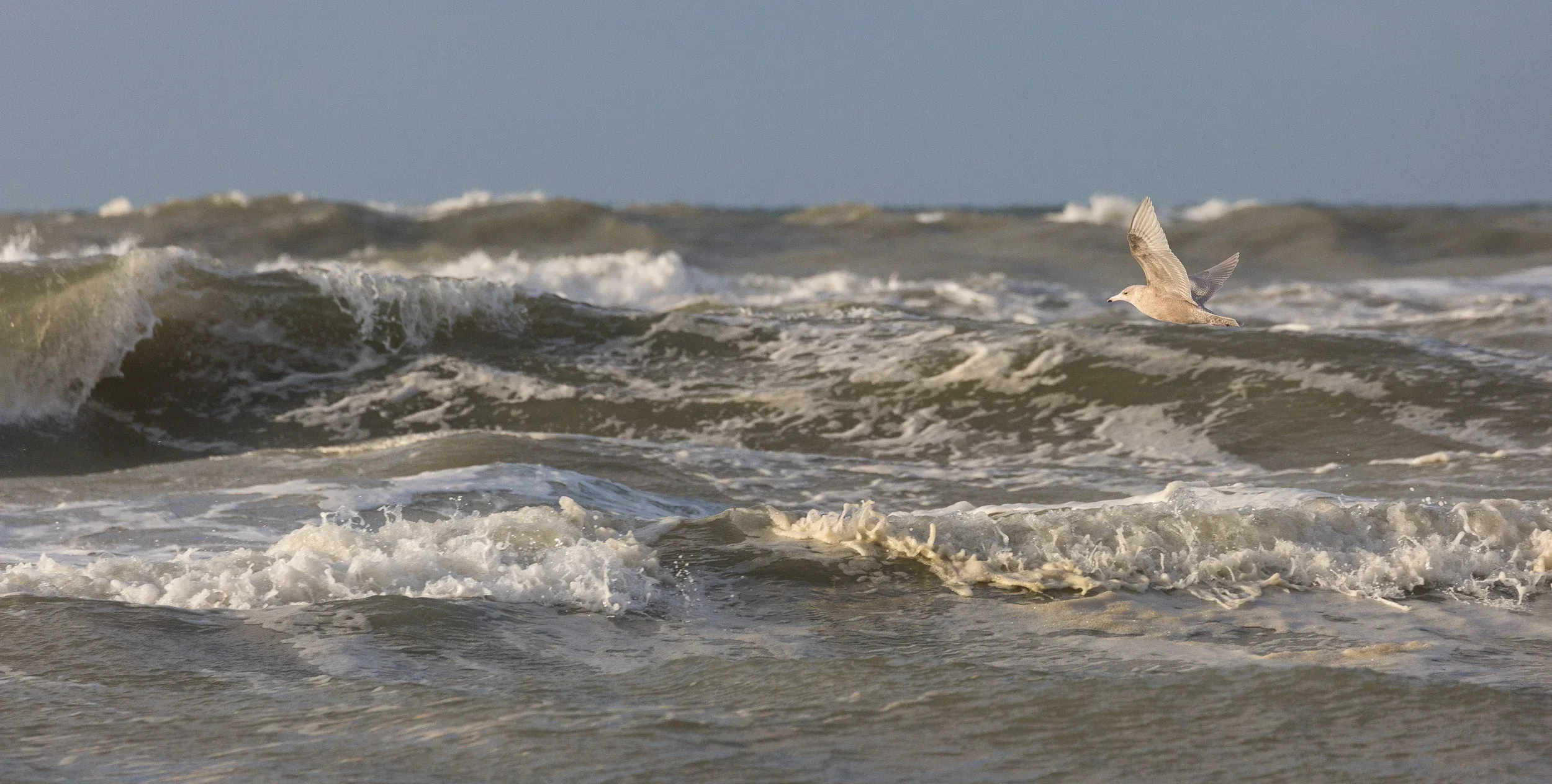 Glaucous Gull (Larus hyperboreus)