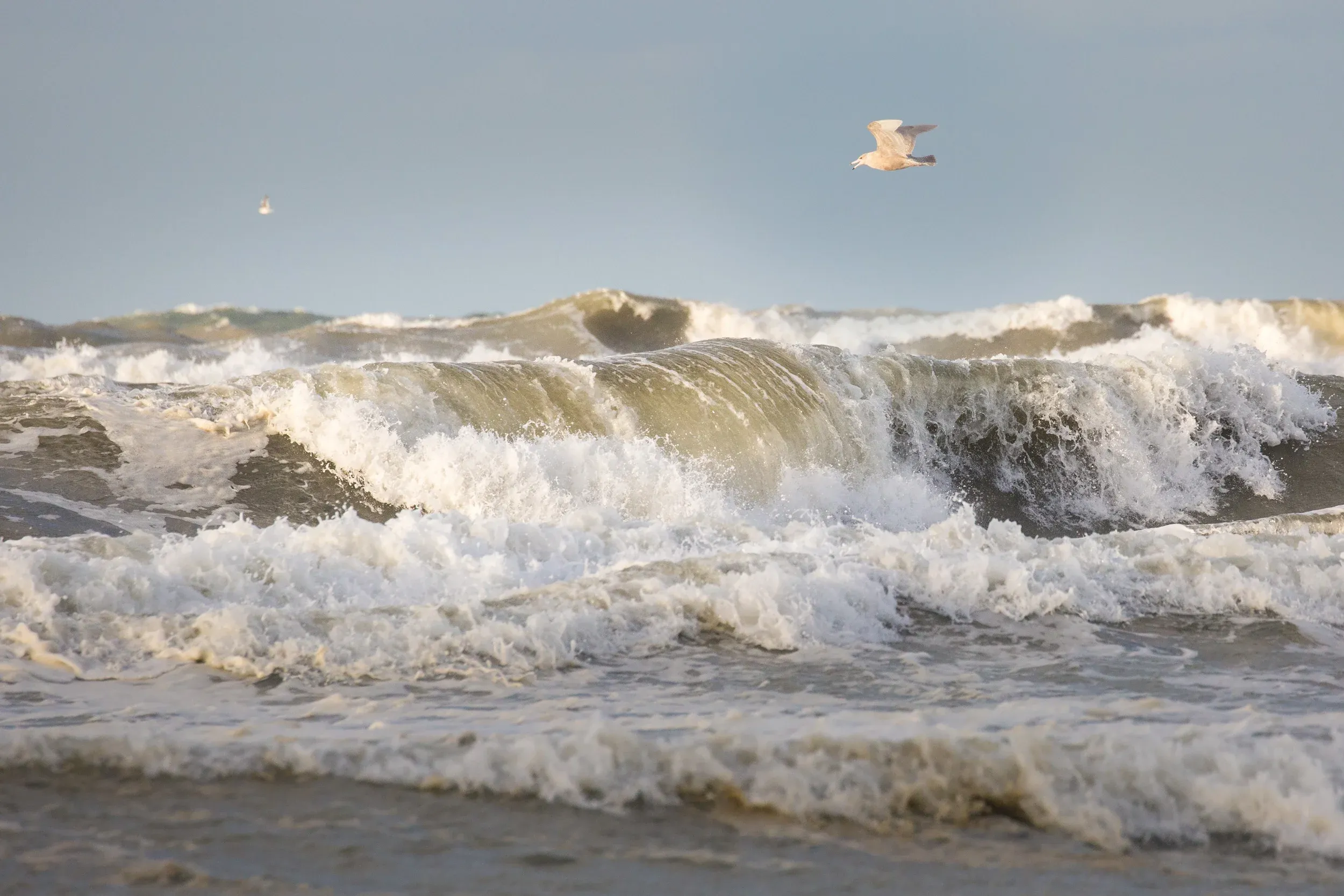 Glaucous Gull (Larus hyperboreus)