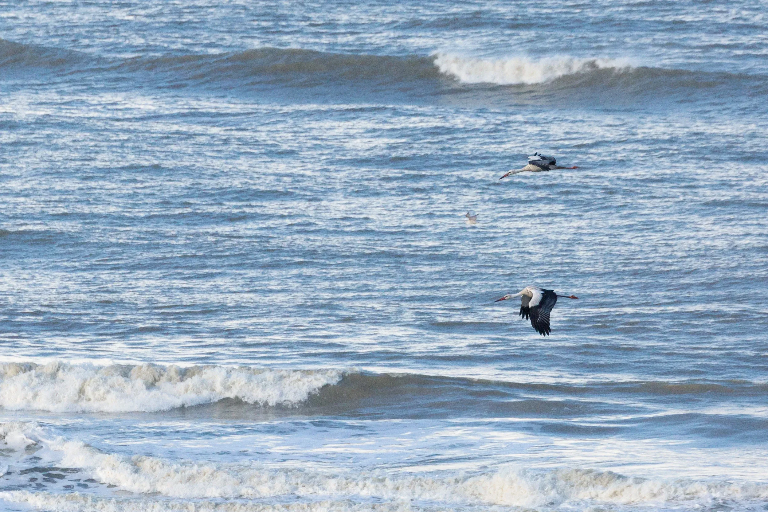 White Stork (Ciconia ciconia)