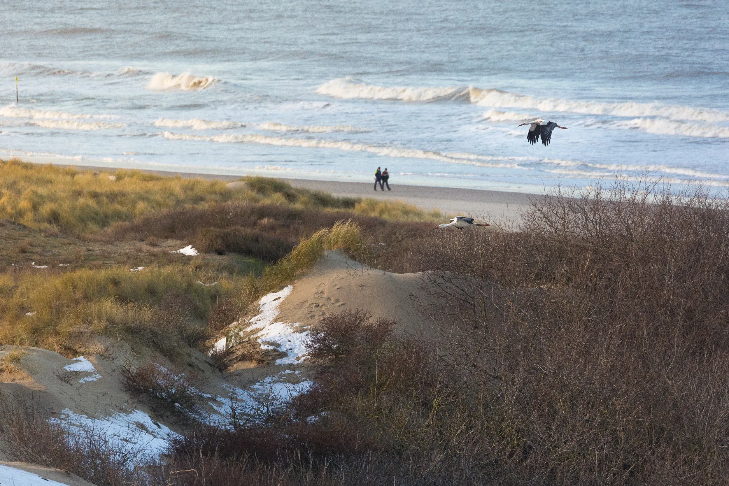 White Stork (Ciconia ciconia)
