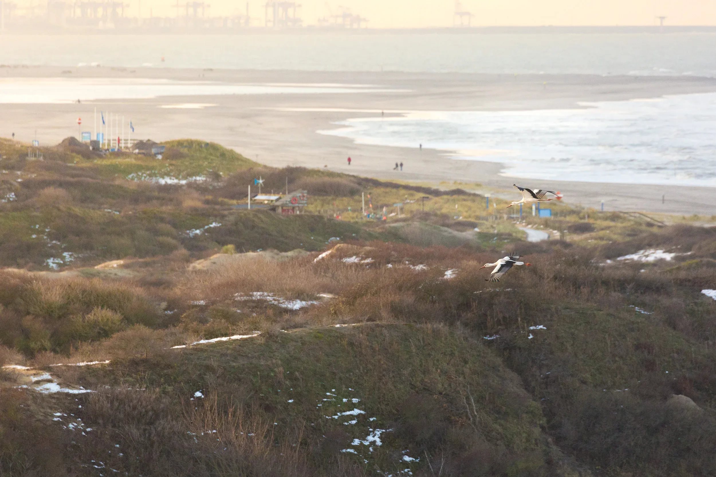 White Stork (Ciconia ciconia)