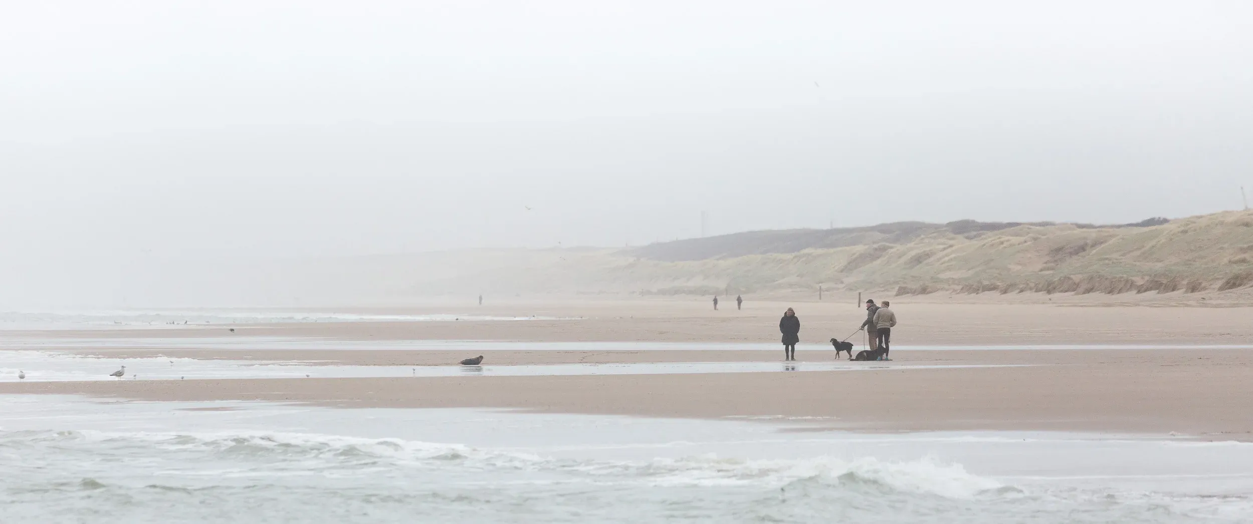 Harbor Seal (Phoca vitulina
