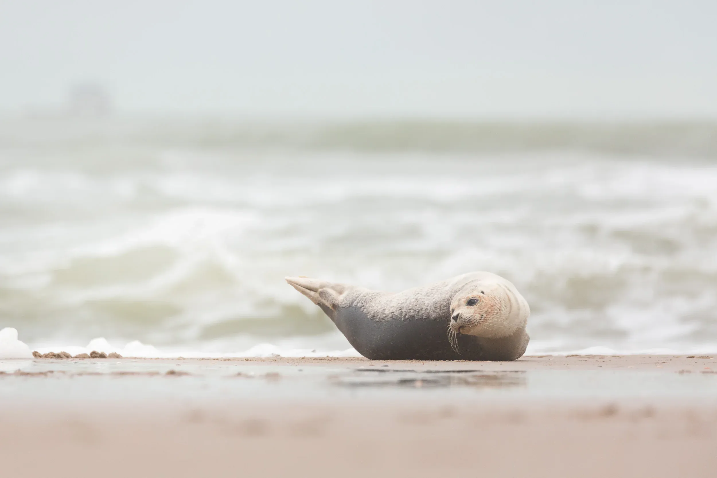 Harbor Seal (Phoca vitulina)