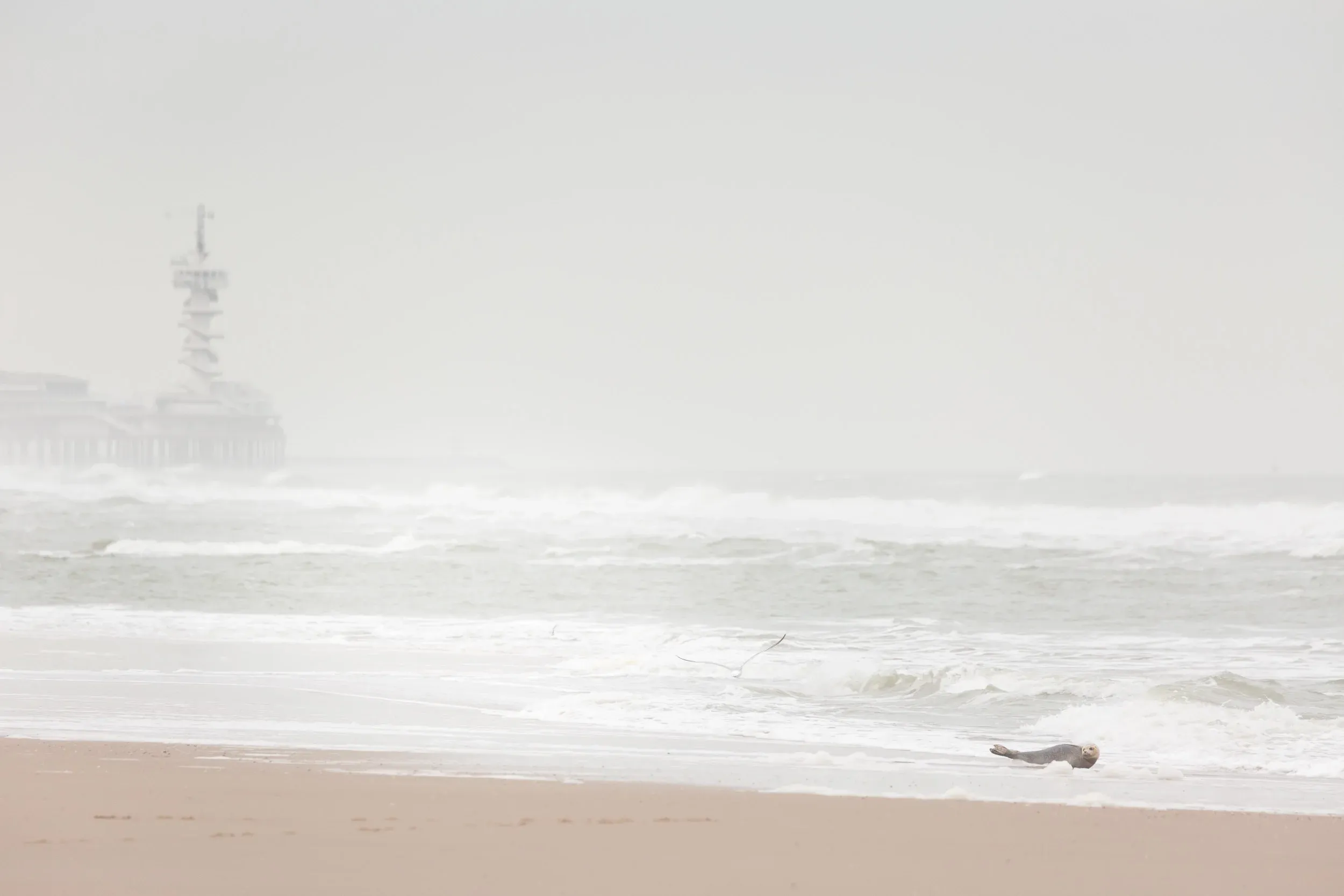 Harbor Seal (Phoca vitulina)