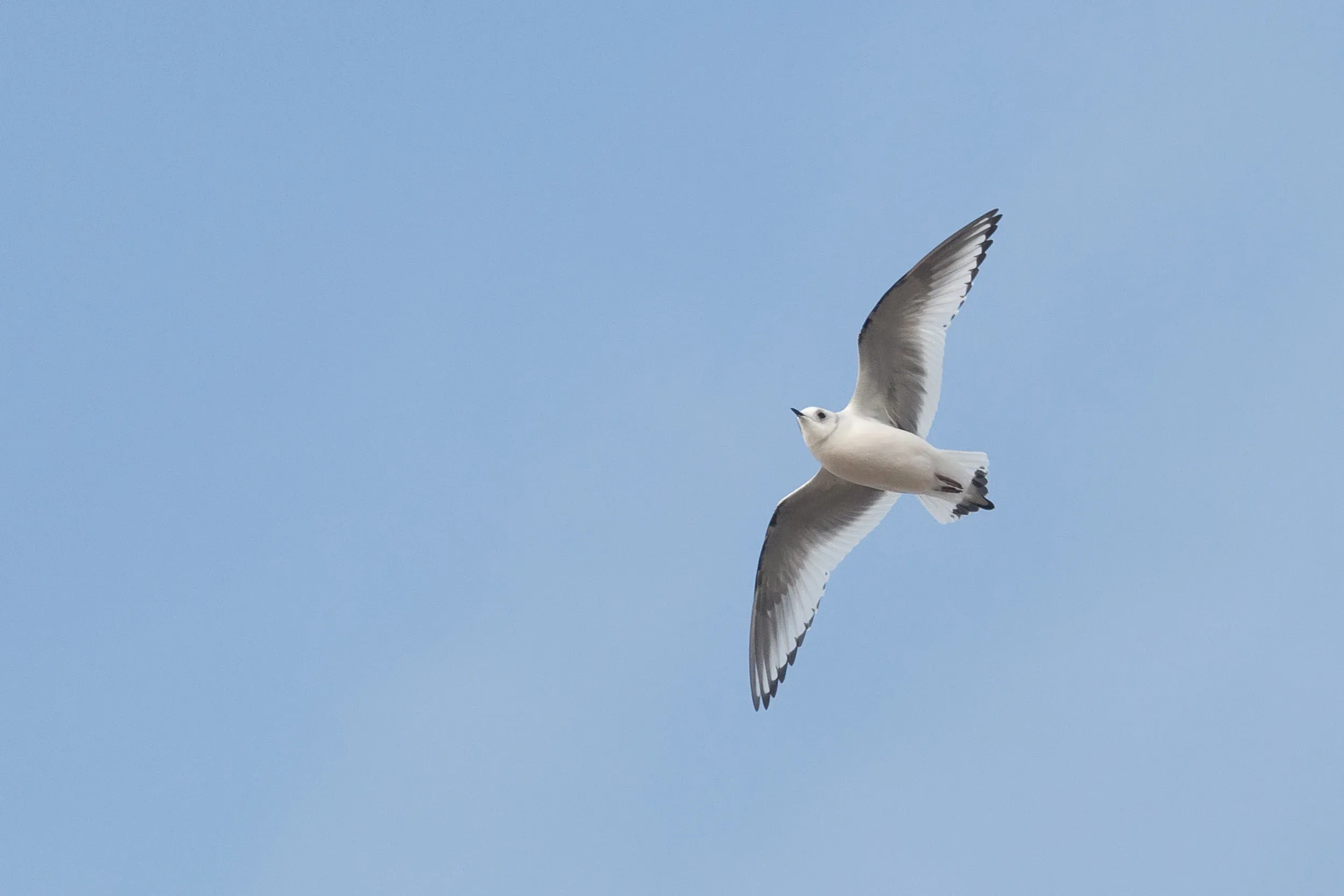 Ross&#x27; Gull (Rhodostethia rosea). Note the black subterminal spots on all primaries including P1.