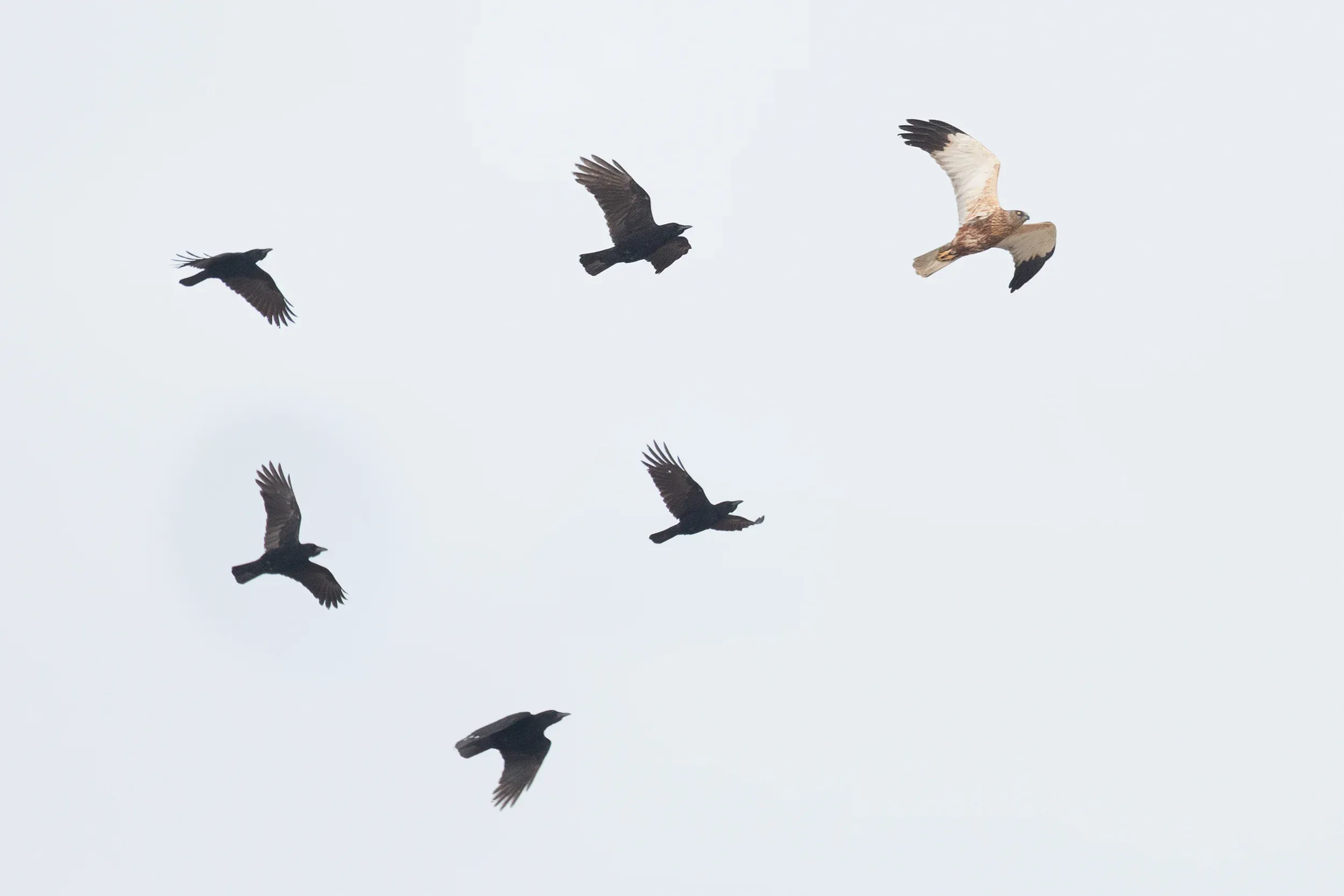 Adult male Marsh Harrier, harassed by Crows — an artist impression