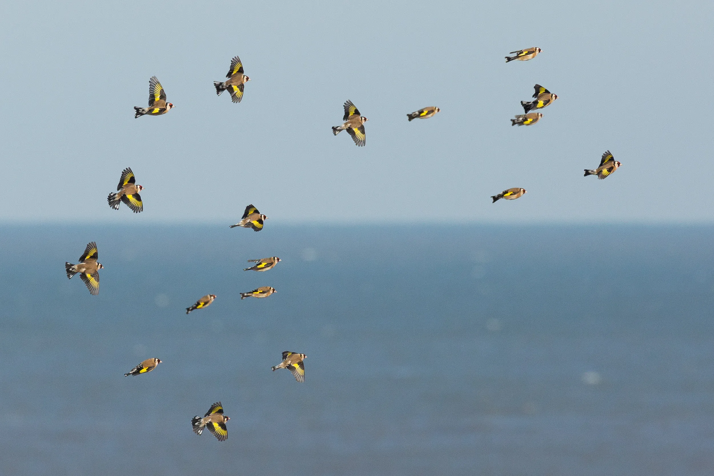 Goldfinches against an unusual backdrop