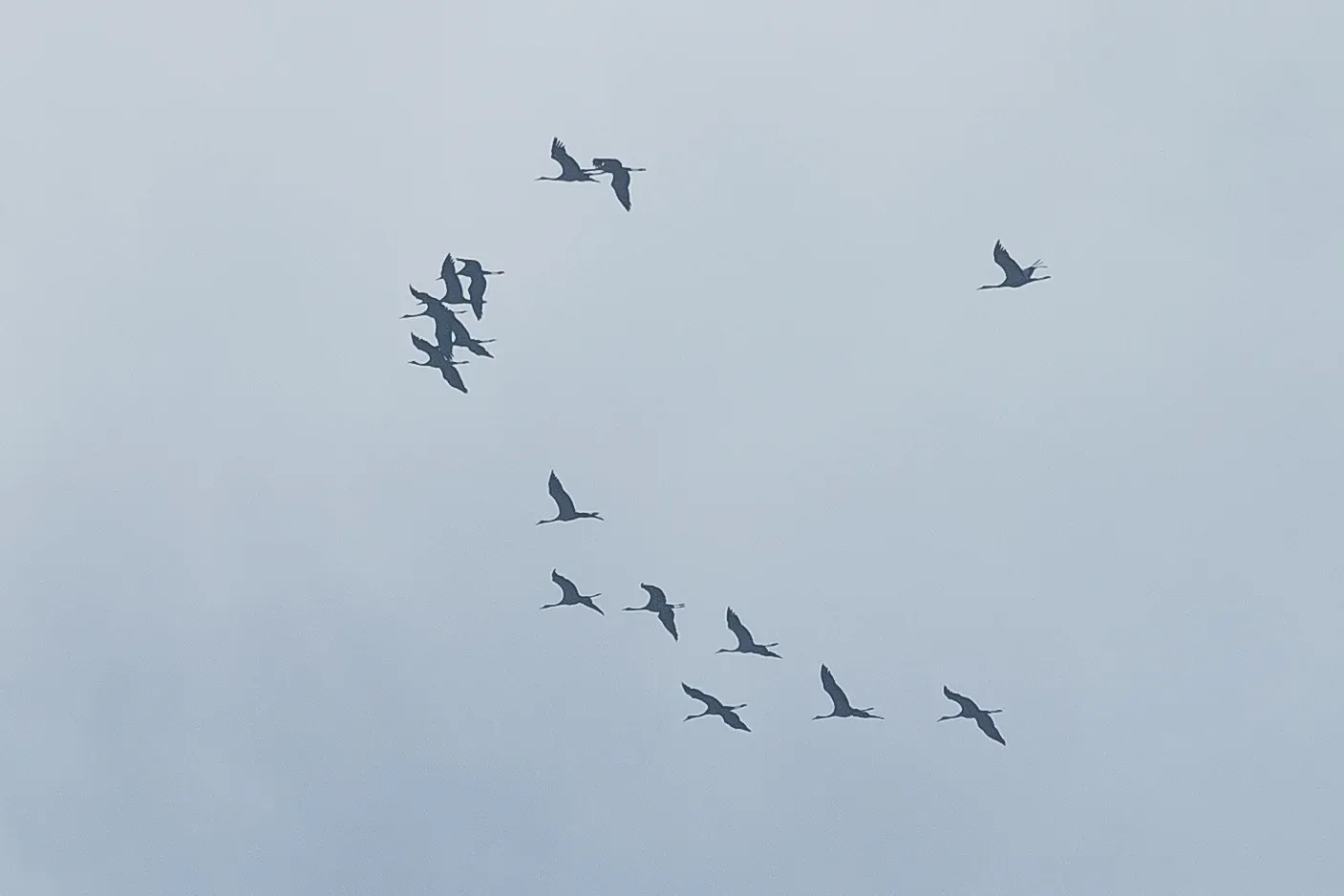 Crappy record shot of the group of 15 Cranes