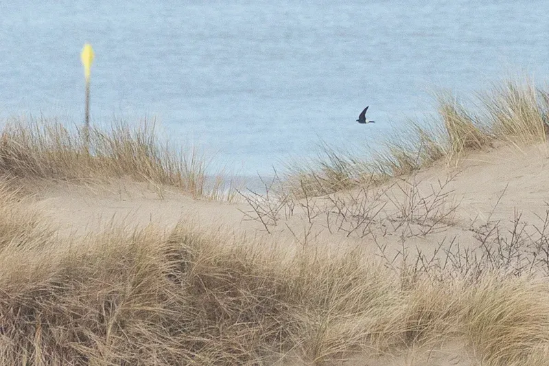 The Netherlands' first photographed House Martin of 2018.