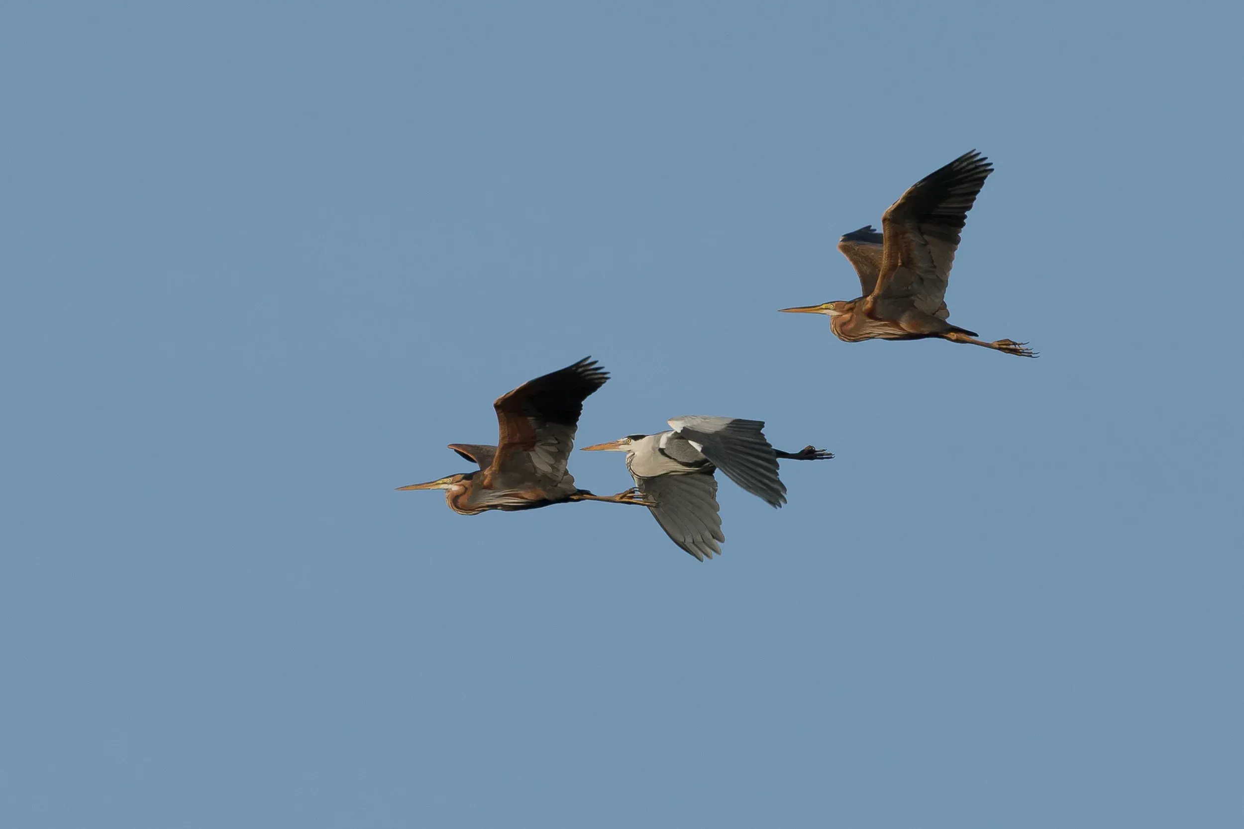 My first Purple Herons of the year.