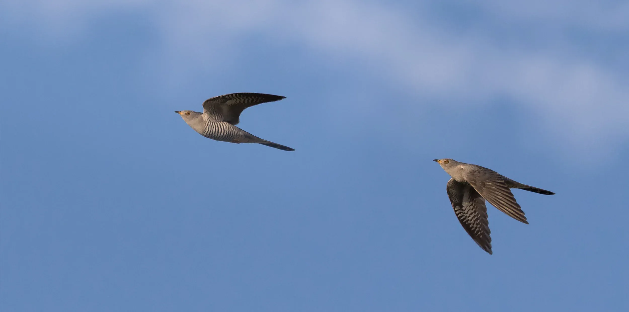 Photo compilation of a (Common) Cuckoo.