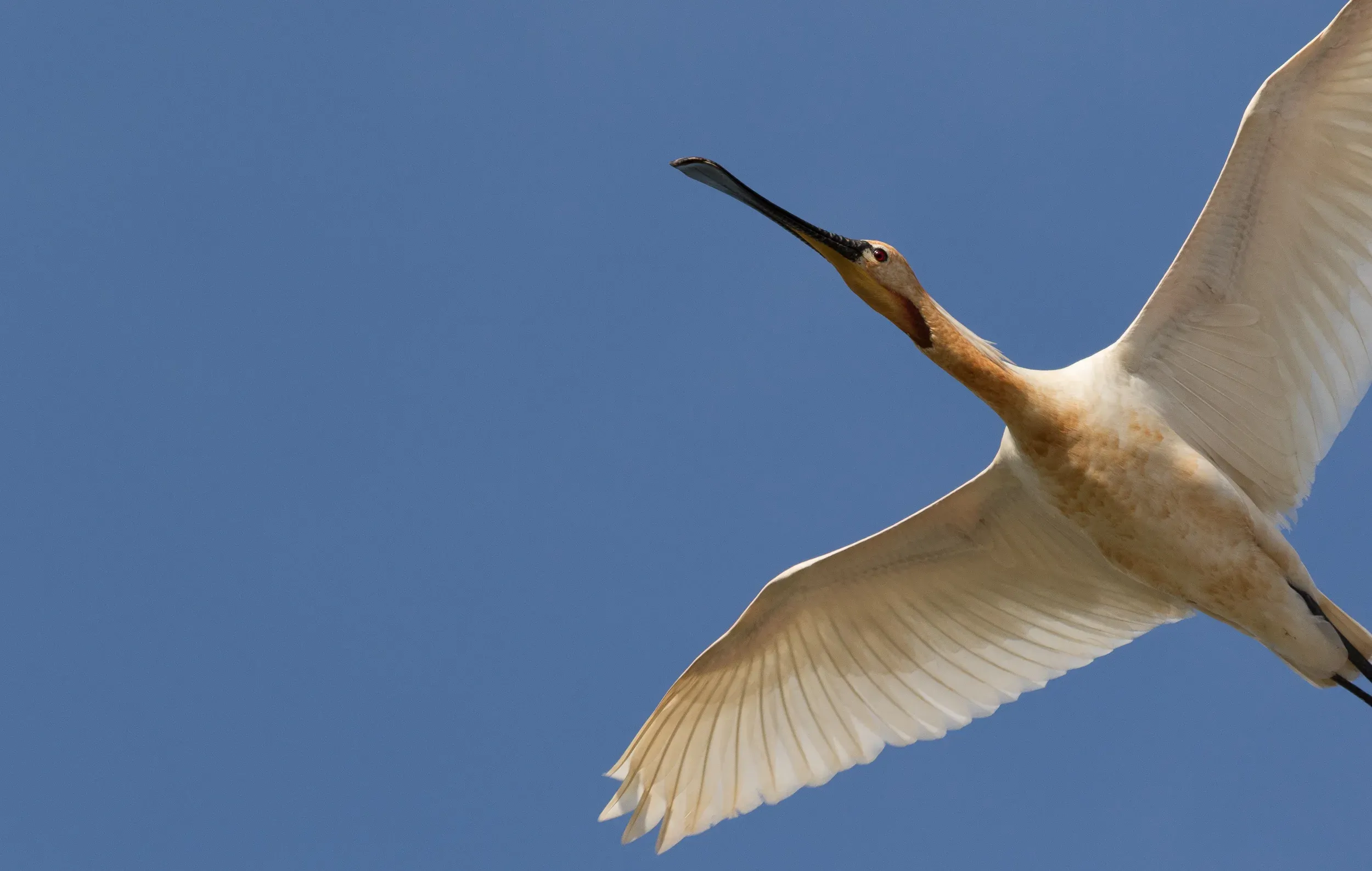 A Spoonbill that got a little too close and then got startled by the shutter-frenzy of all present photographers.