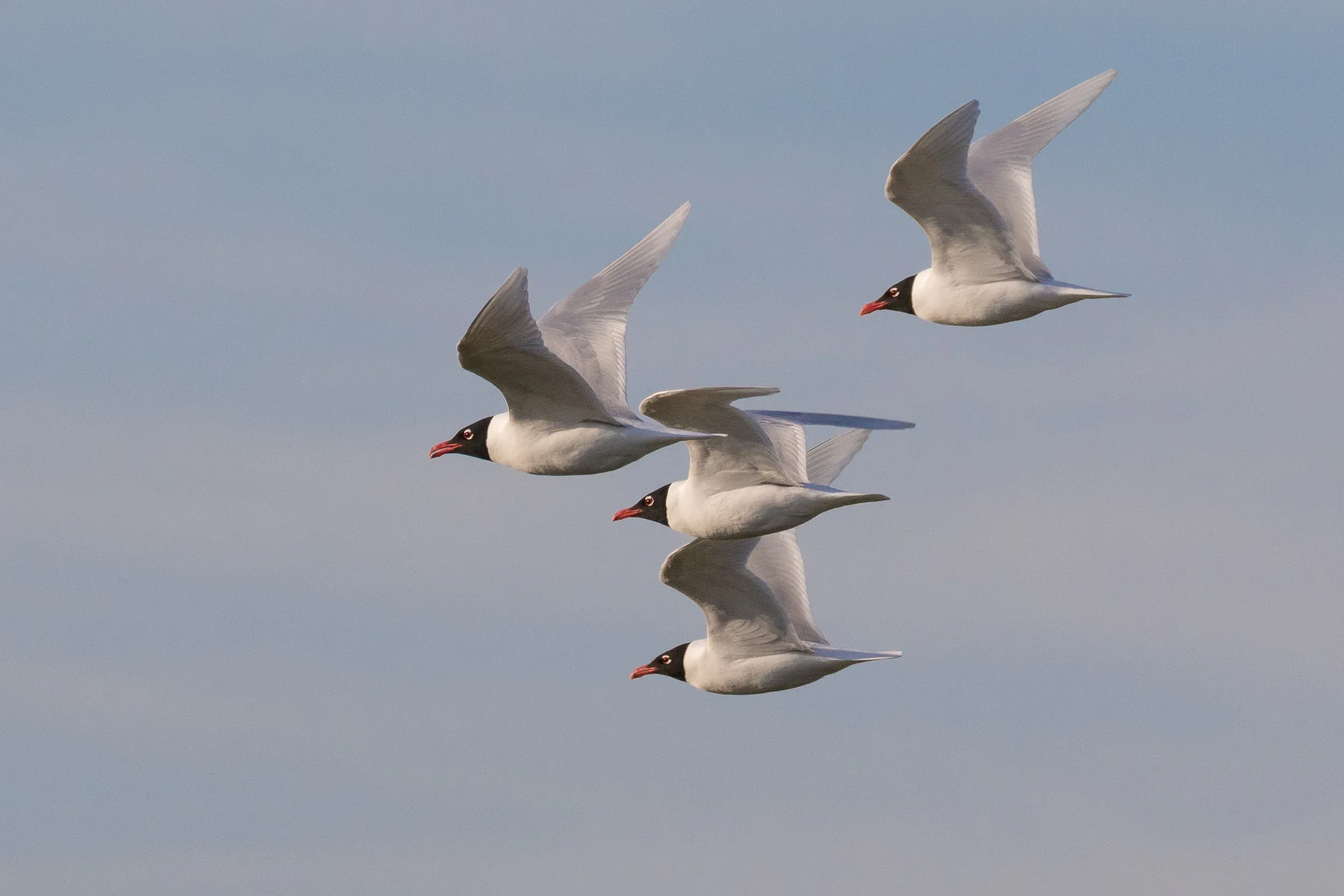 I wish I'd get to see more of these beautiful Mediterranean Gulls where I live. Truly fantastic birds! Maybe in the future this will be a more regular sight, as they are progressively colonizing more Northern parts of the country.