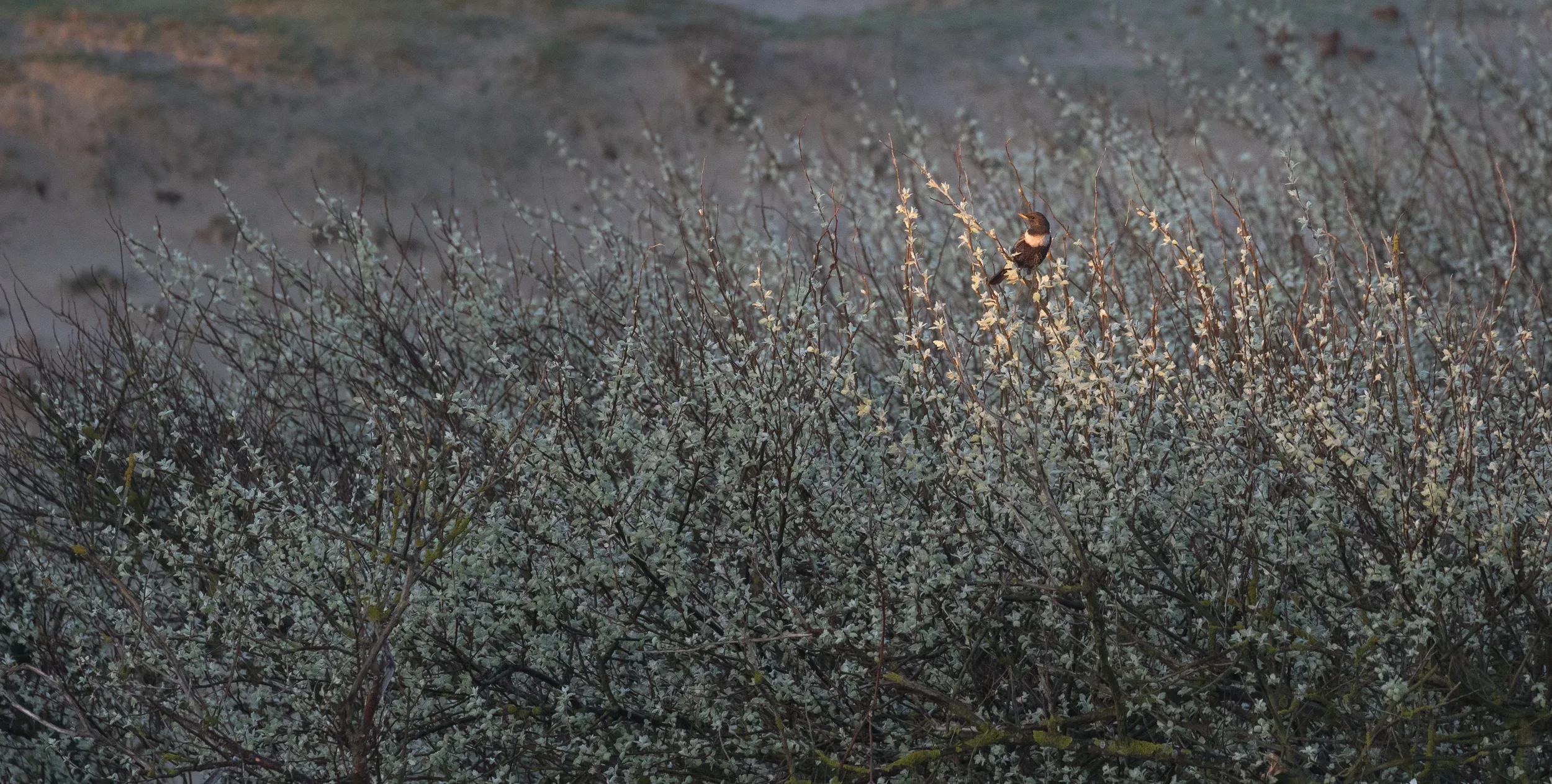 If you are fancy like a Ring Ouzel, you betcha you're not going to sit in the shade.
