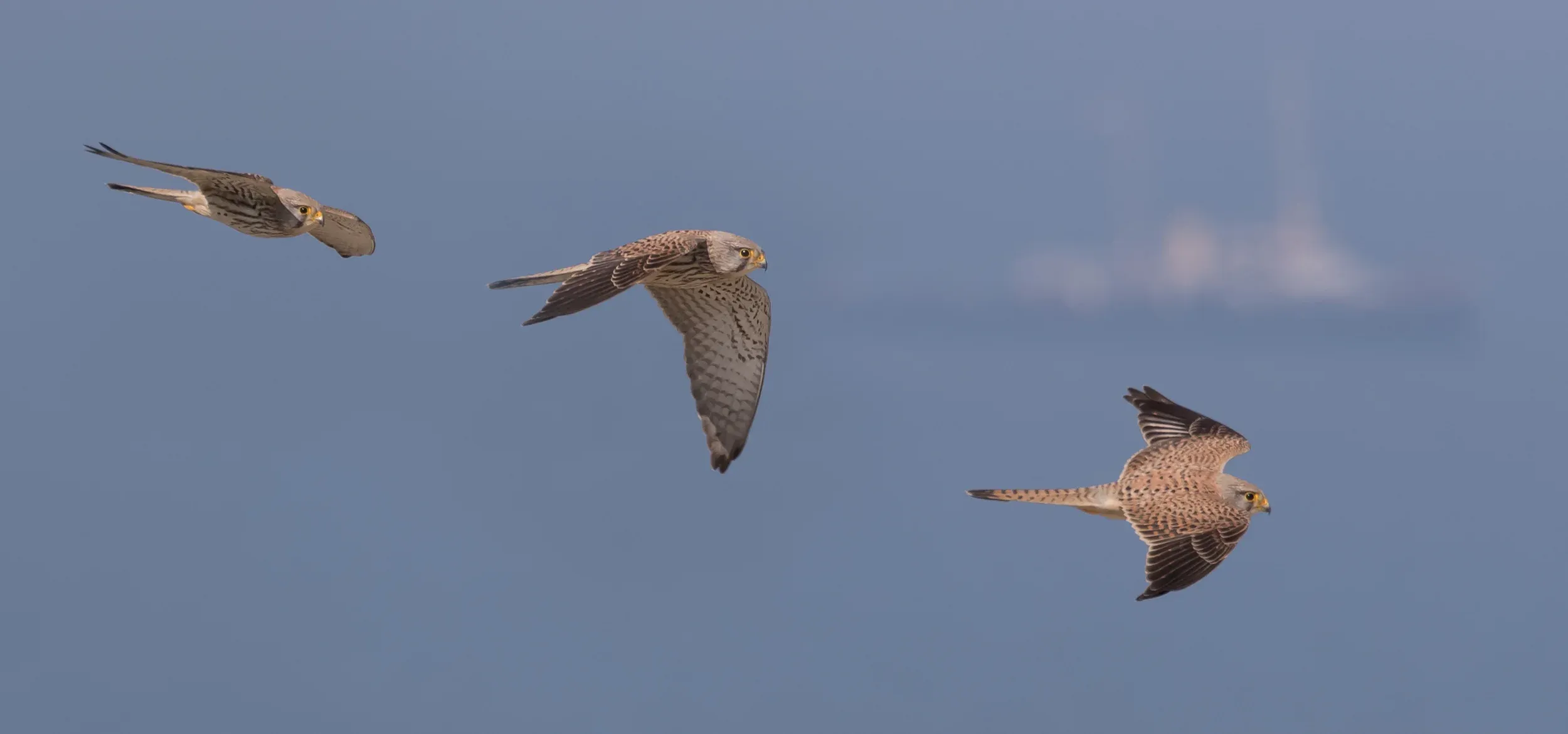 Photo compilation of a Common Kestrel (presumably a 2cy male).