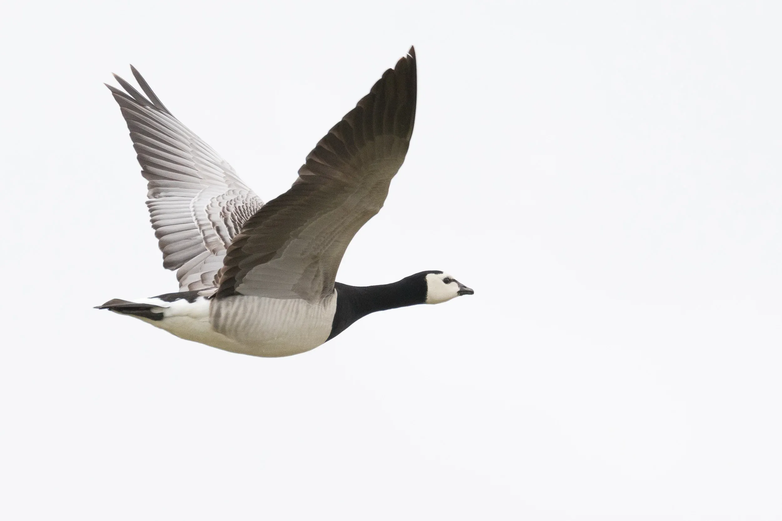 Barnacle Goose