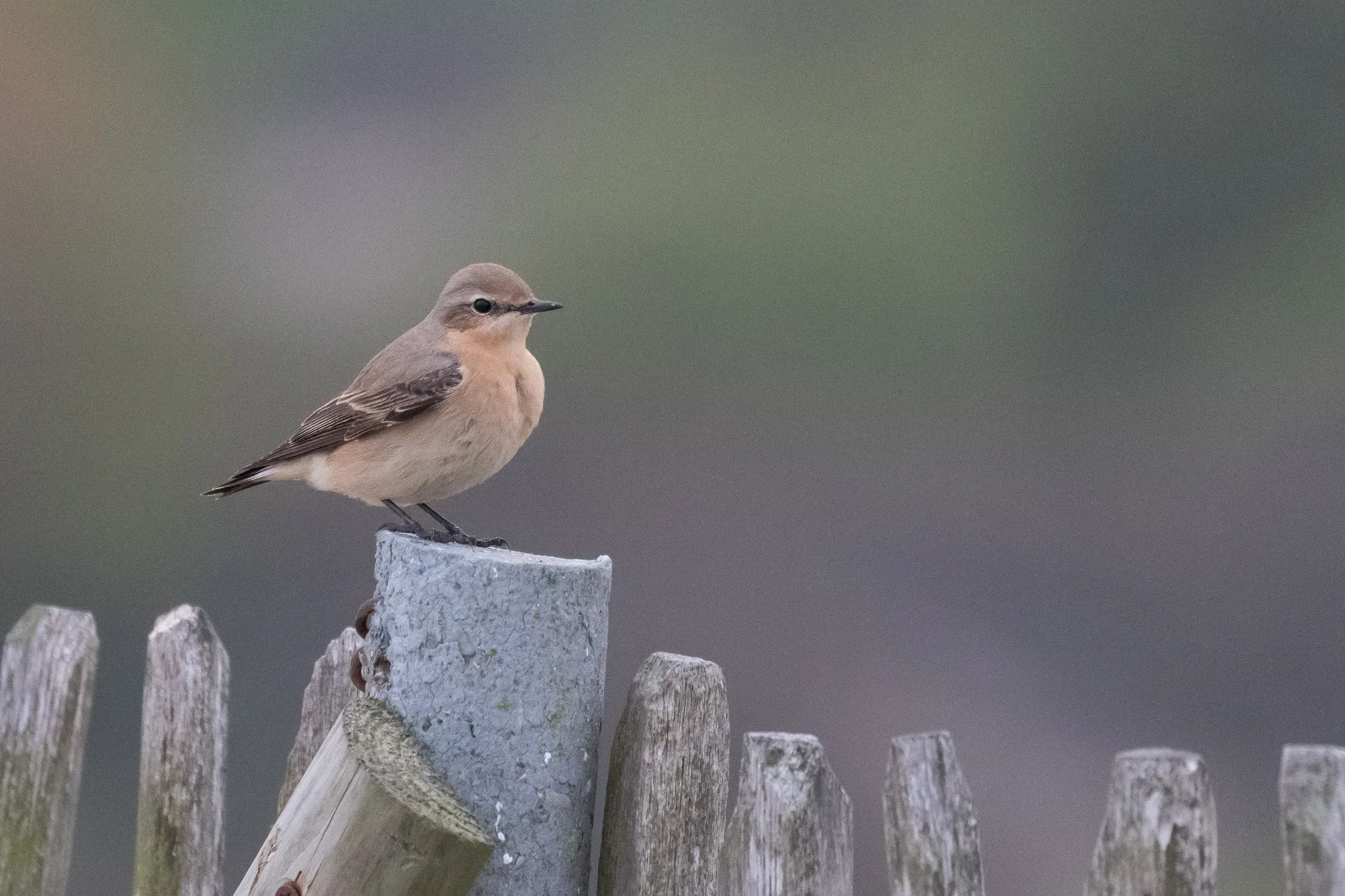 We see a decent number of Wheatears migrating past. Oddly enough they very often end up ‘falling’ from the sky and then perching very close to us. Clearly our small dune top seems to attract them, despite having flown hundreds or thousands of kilometers.