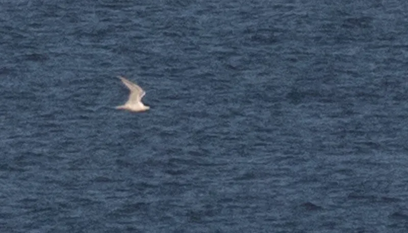 Gull-billed Tern #2.