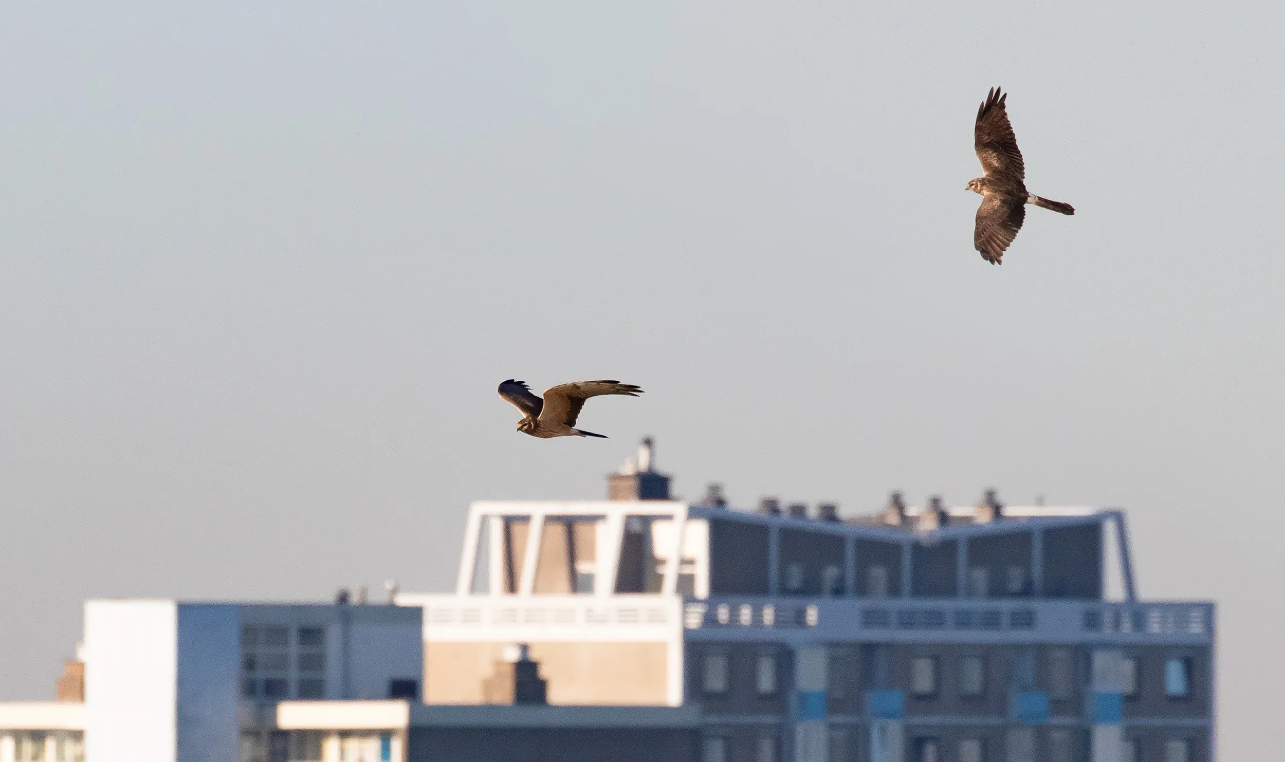 2CY Female Montagu's Harrier (photo compilation).
