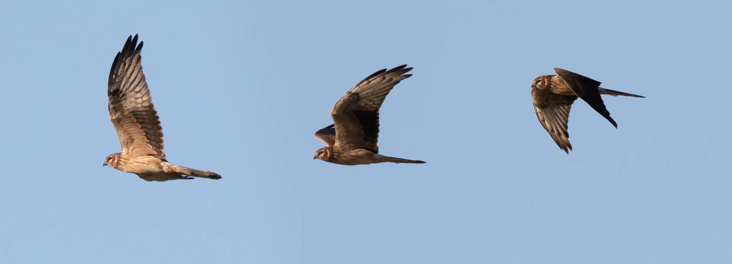 2CY Female Montagu's Harrier (photo compilation).